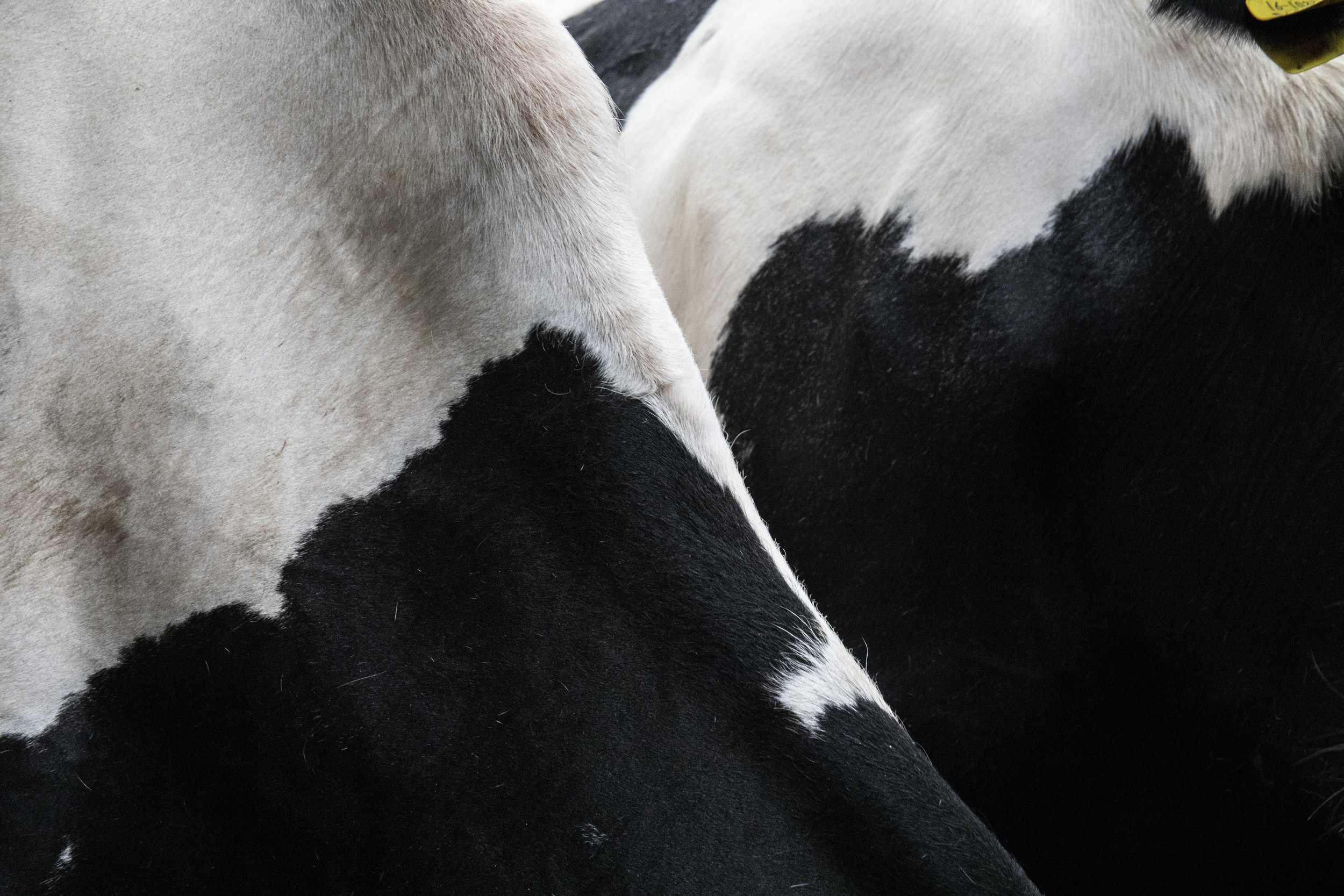 CMK_13_Aurivo Co-op_Charles McCandless__Culdaff_Donegal_0221.jpg