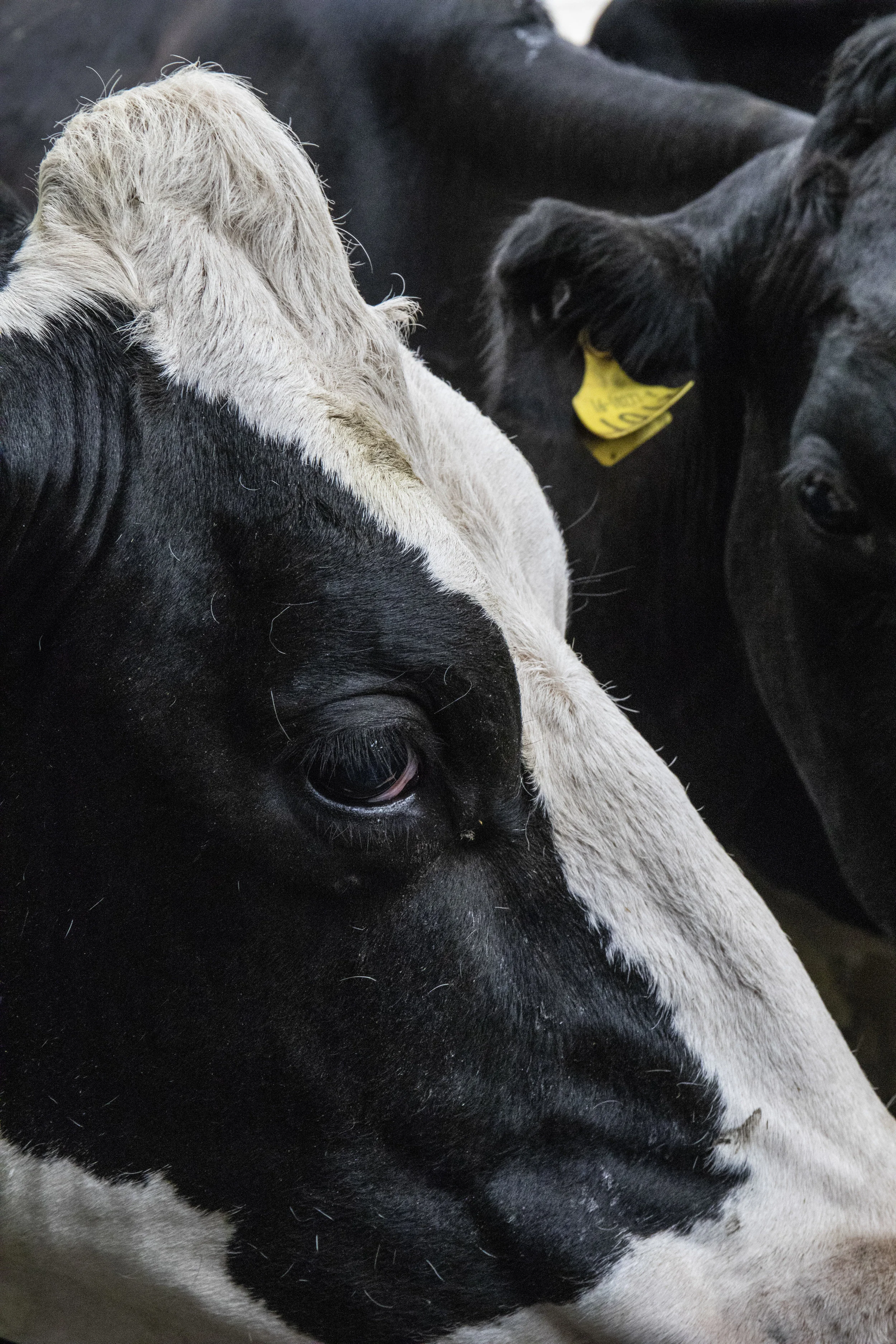  “Look after the livestock and they will look after you” 