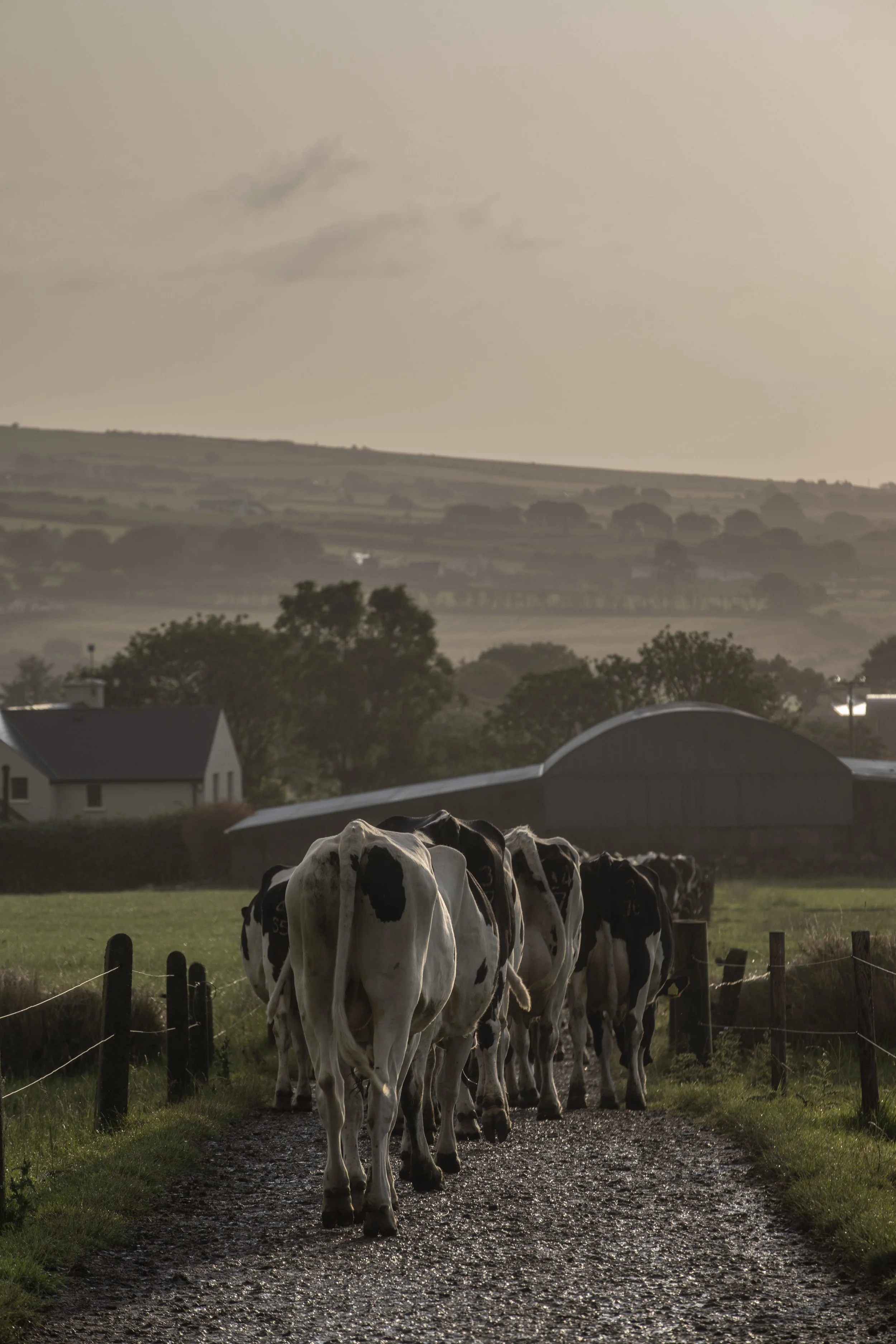  “Take care of your cows and they will take care of you”  