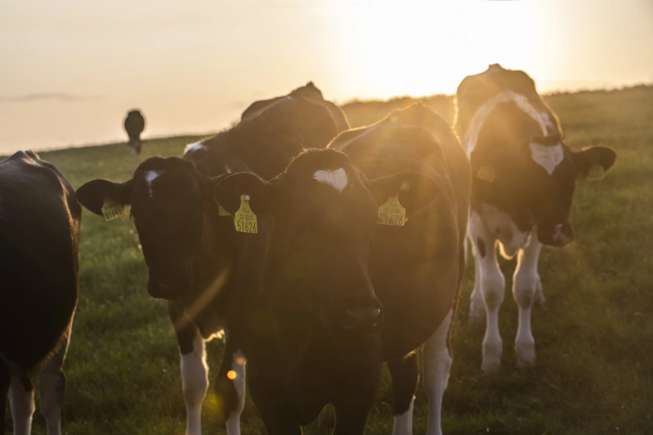 CMK_1_Dermot Walsh_Barryroe_cork__1-min.JPG