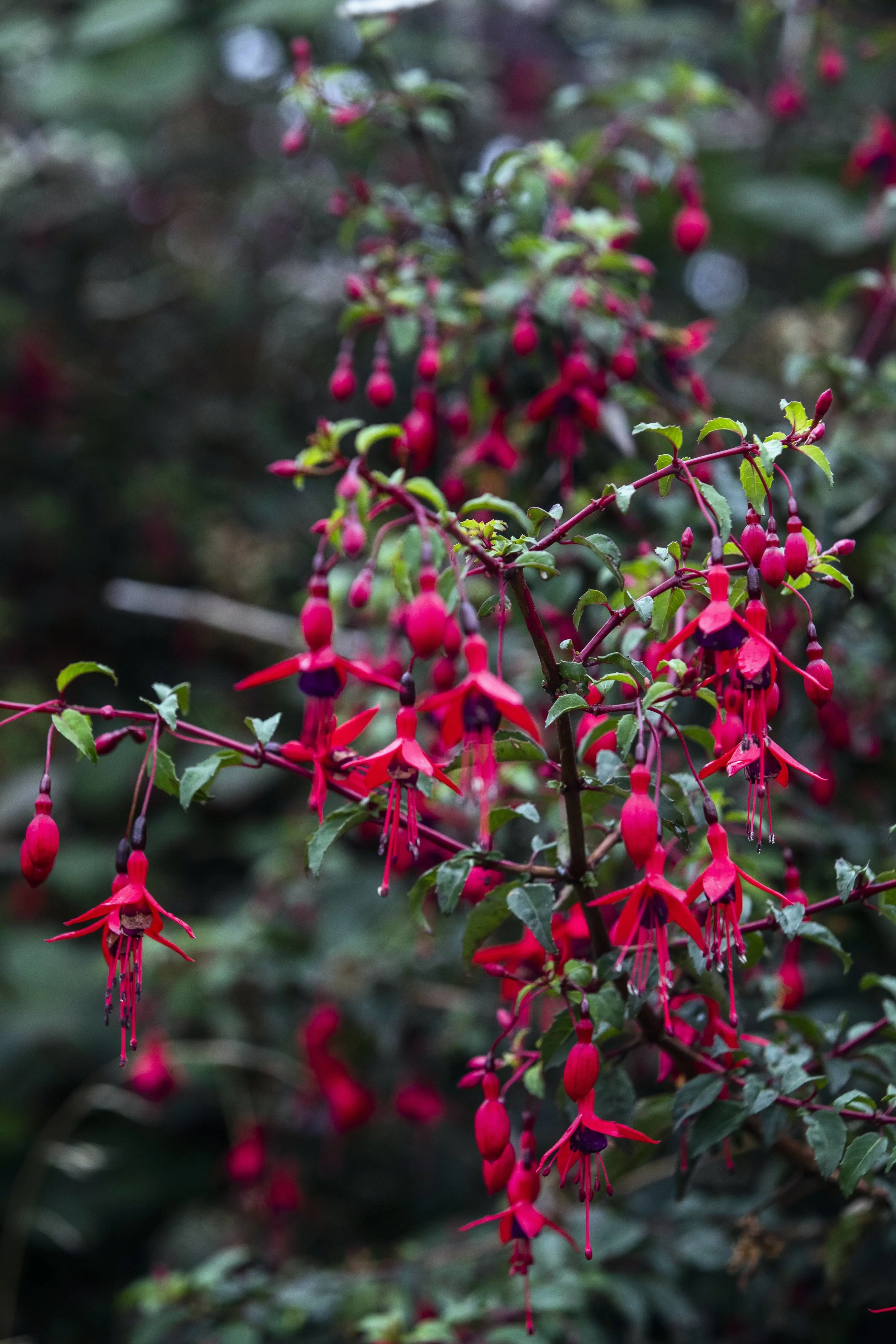 CMK_1_Dermot Walsh_Barryroe_cork__117-min.JPG