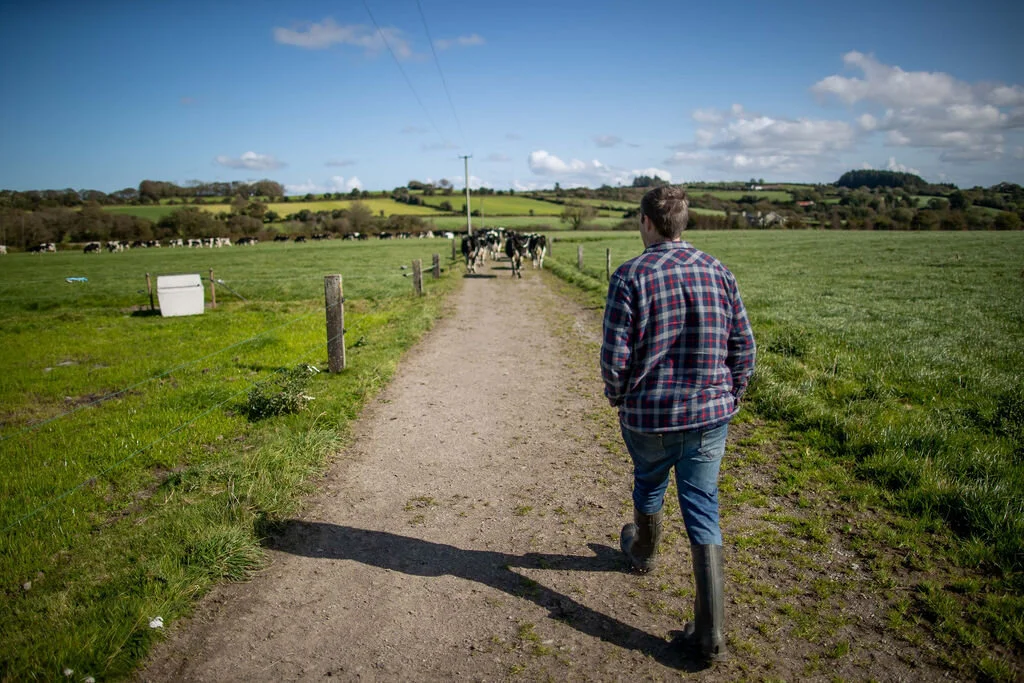  “I love after winter when the cows first go to graze in the fresh, lush grass” 