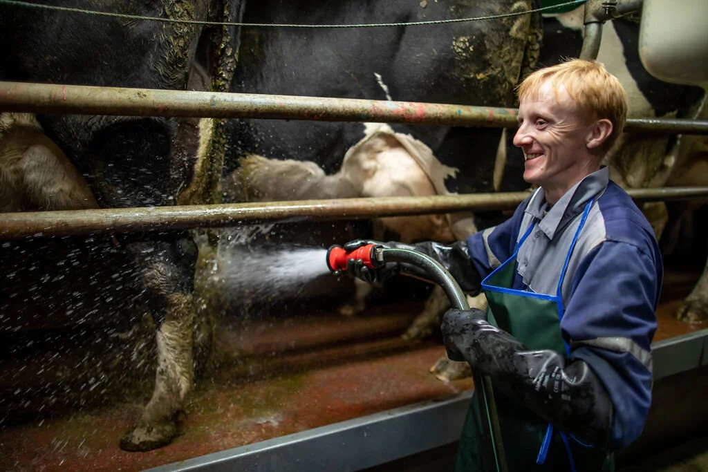  “I have a special grá for red cows” 