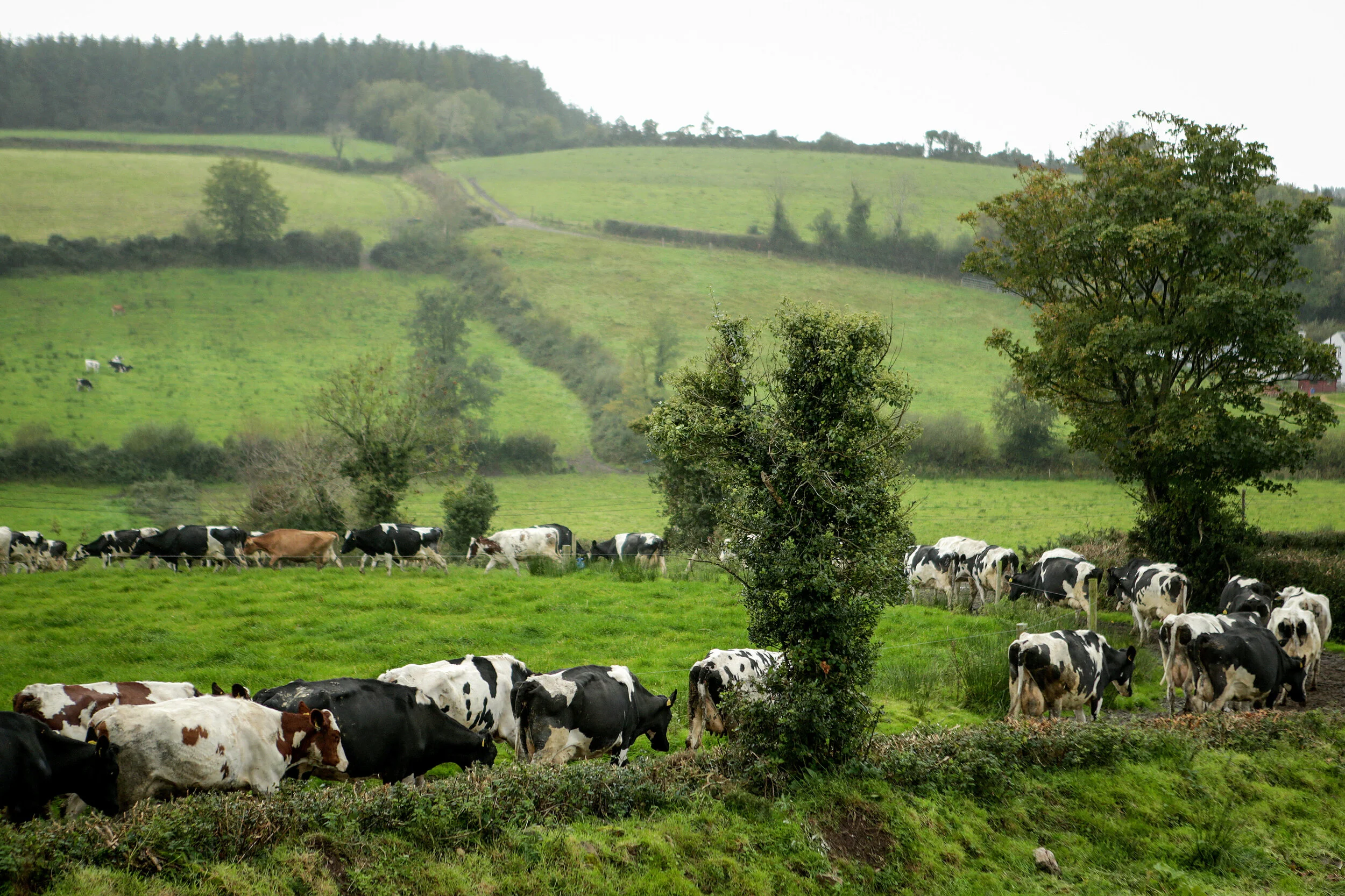  “Seeing the calves grow up and grazing on the pasture never gets old” 