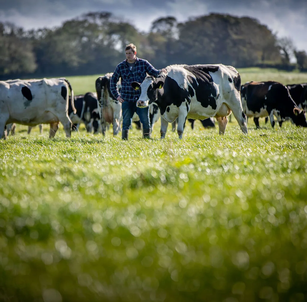  “Happy cows mean happy milk, which means a happy environment” 