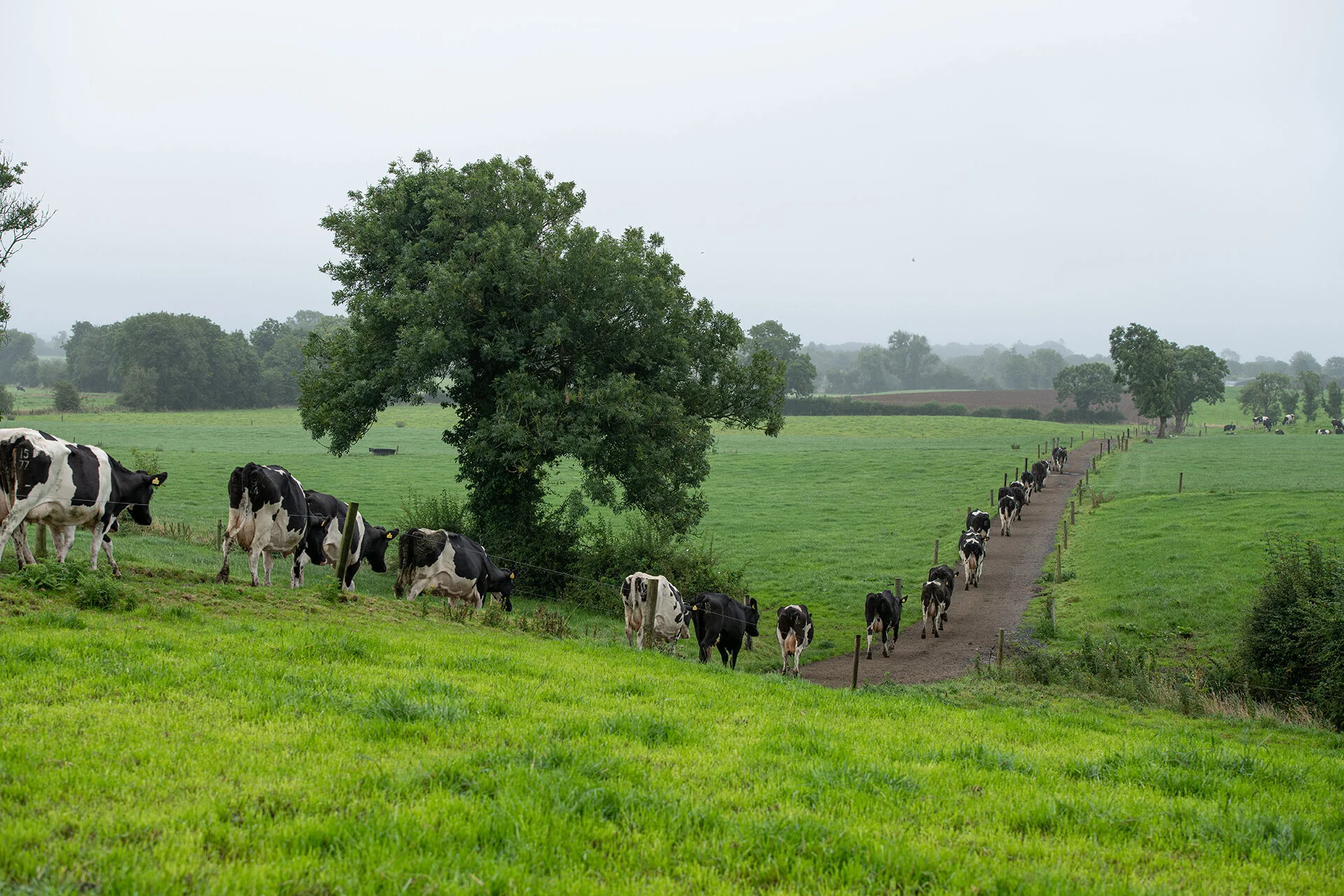 ‘I enjoy working with the cows themselves – I would never tire of it’