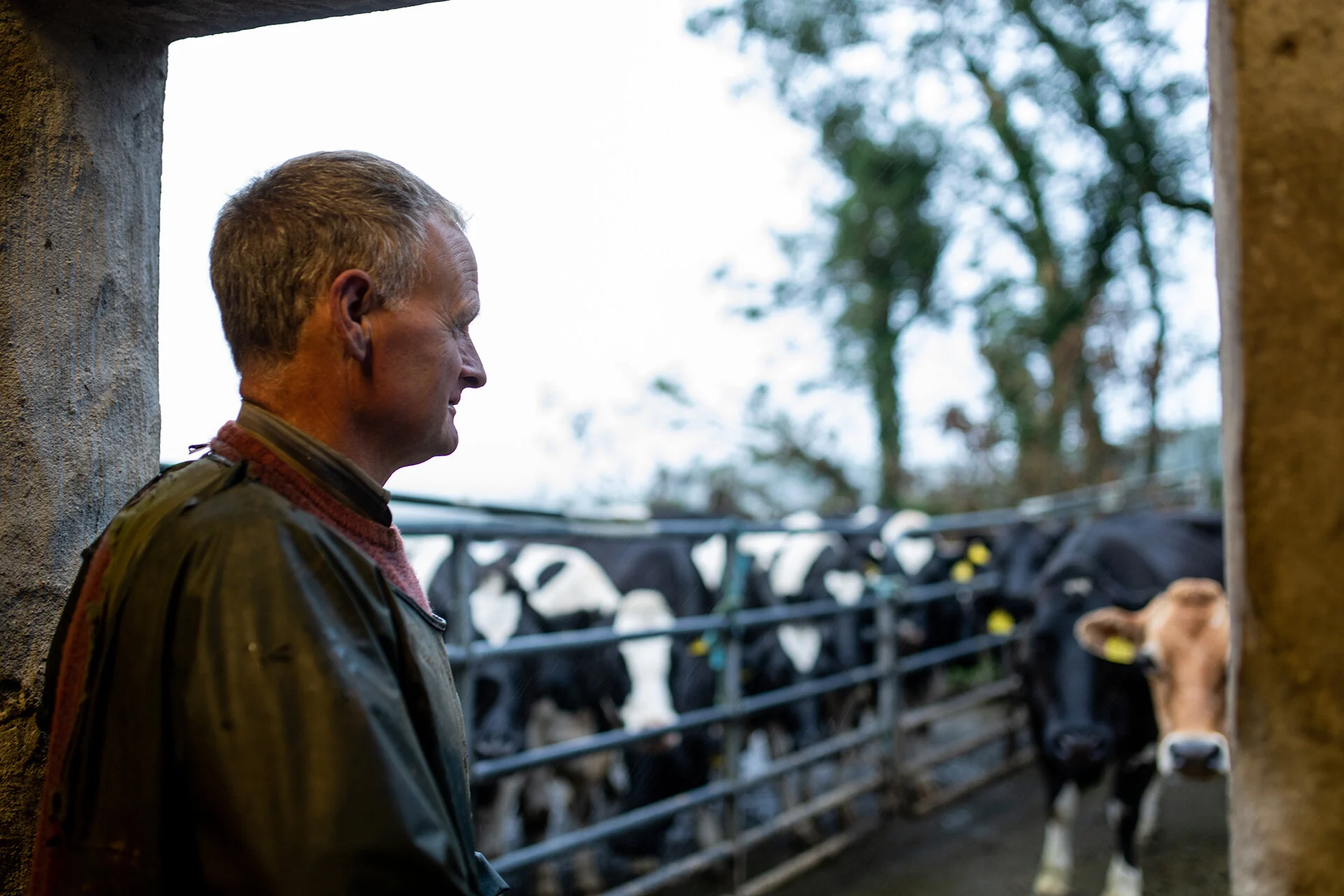 McCarthy Farm Cork11_web.jpg