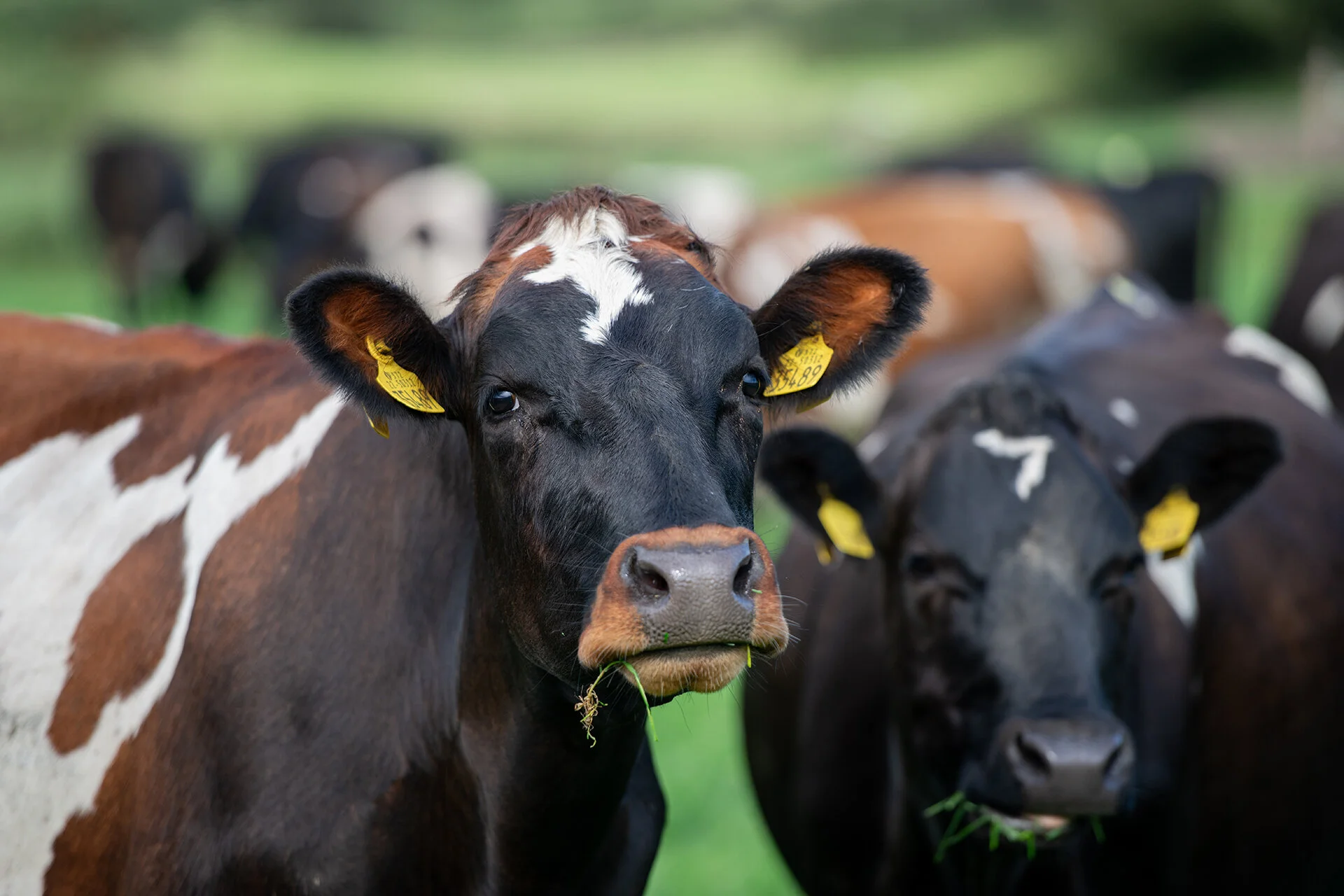 Kingston Farm Cork23_web.jpg