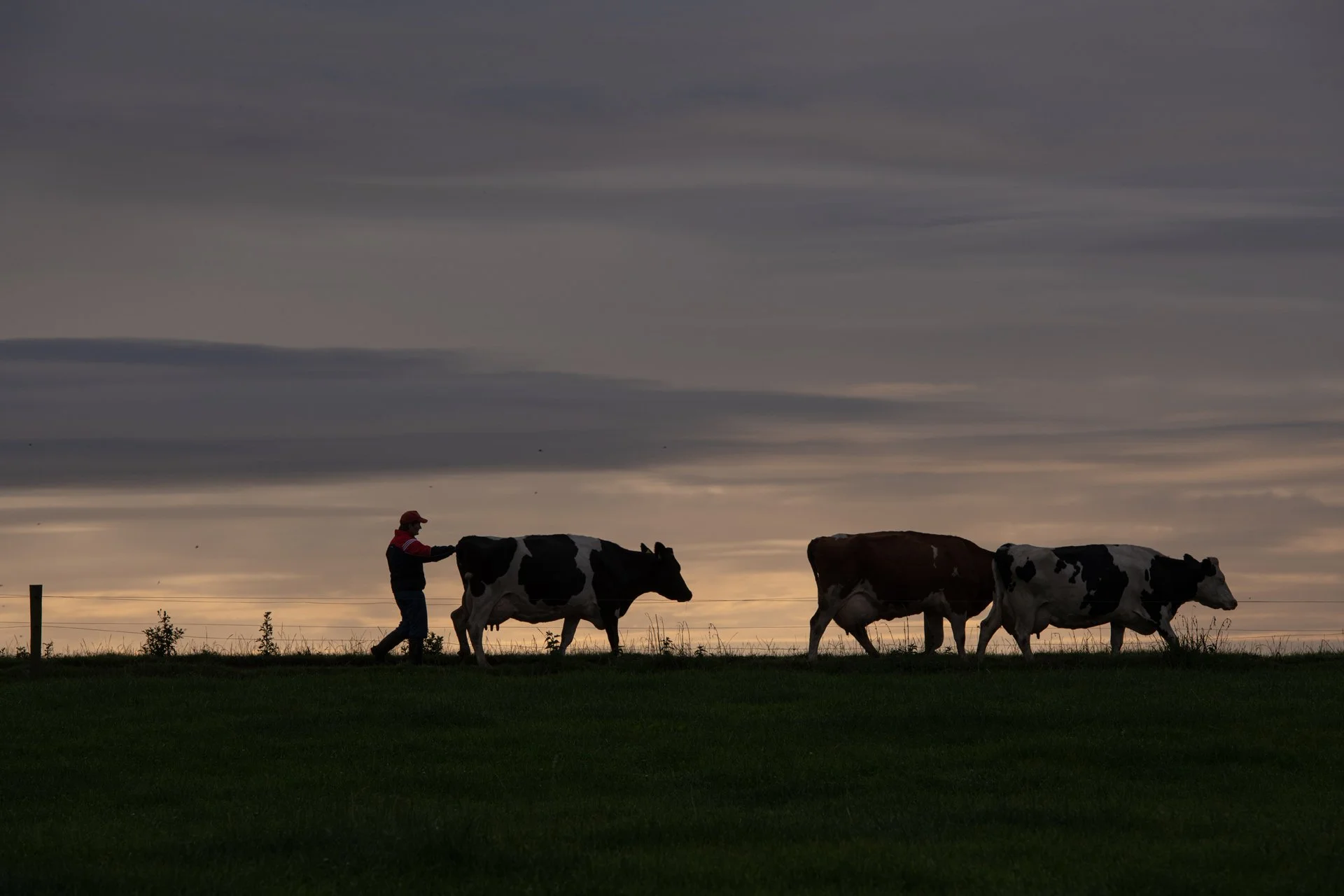  ‘You have to have a grá for them, otherwise you’re only wasting your time’  
