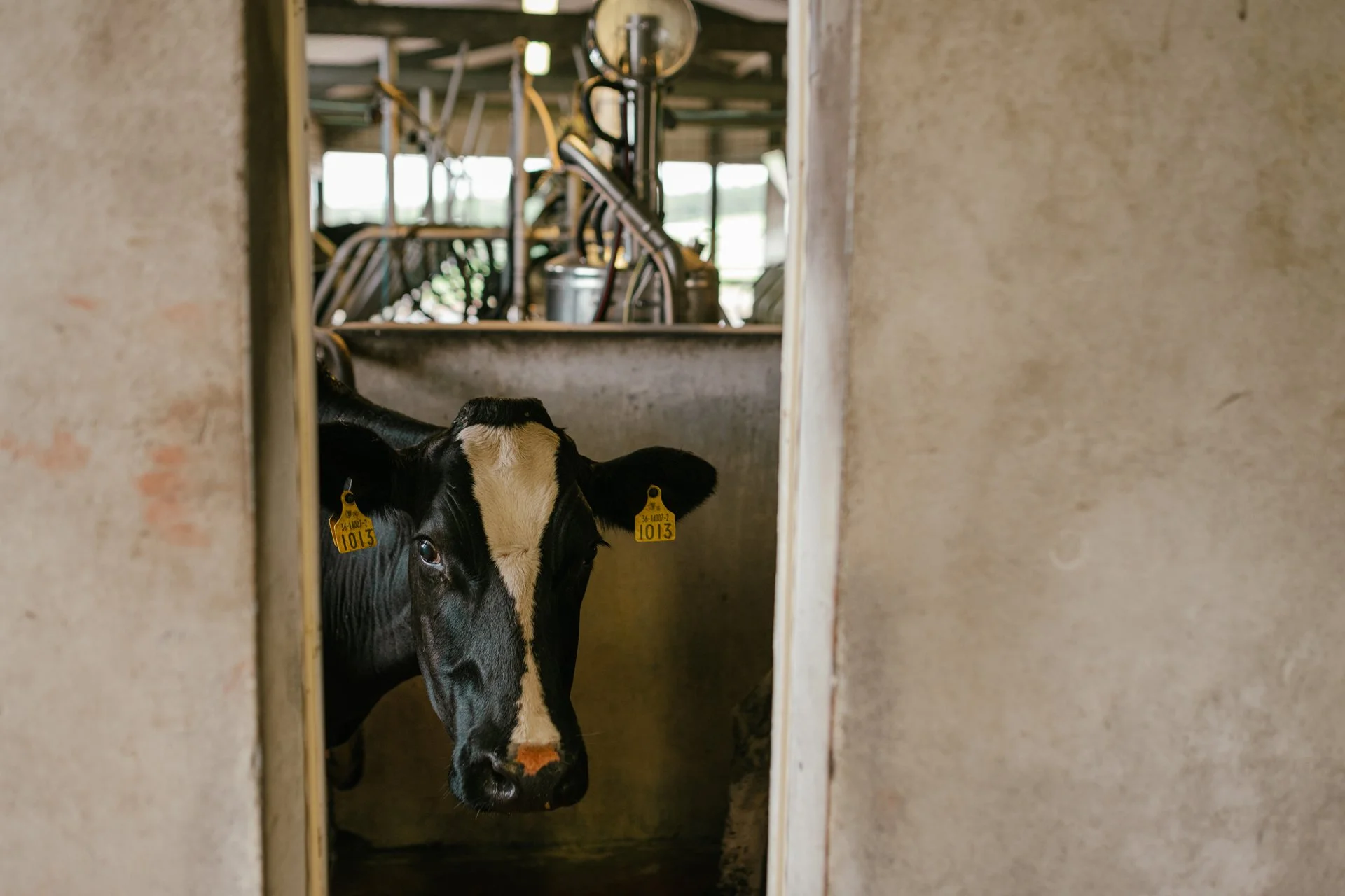 2Westmeath Ger and Ger200.jpg