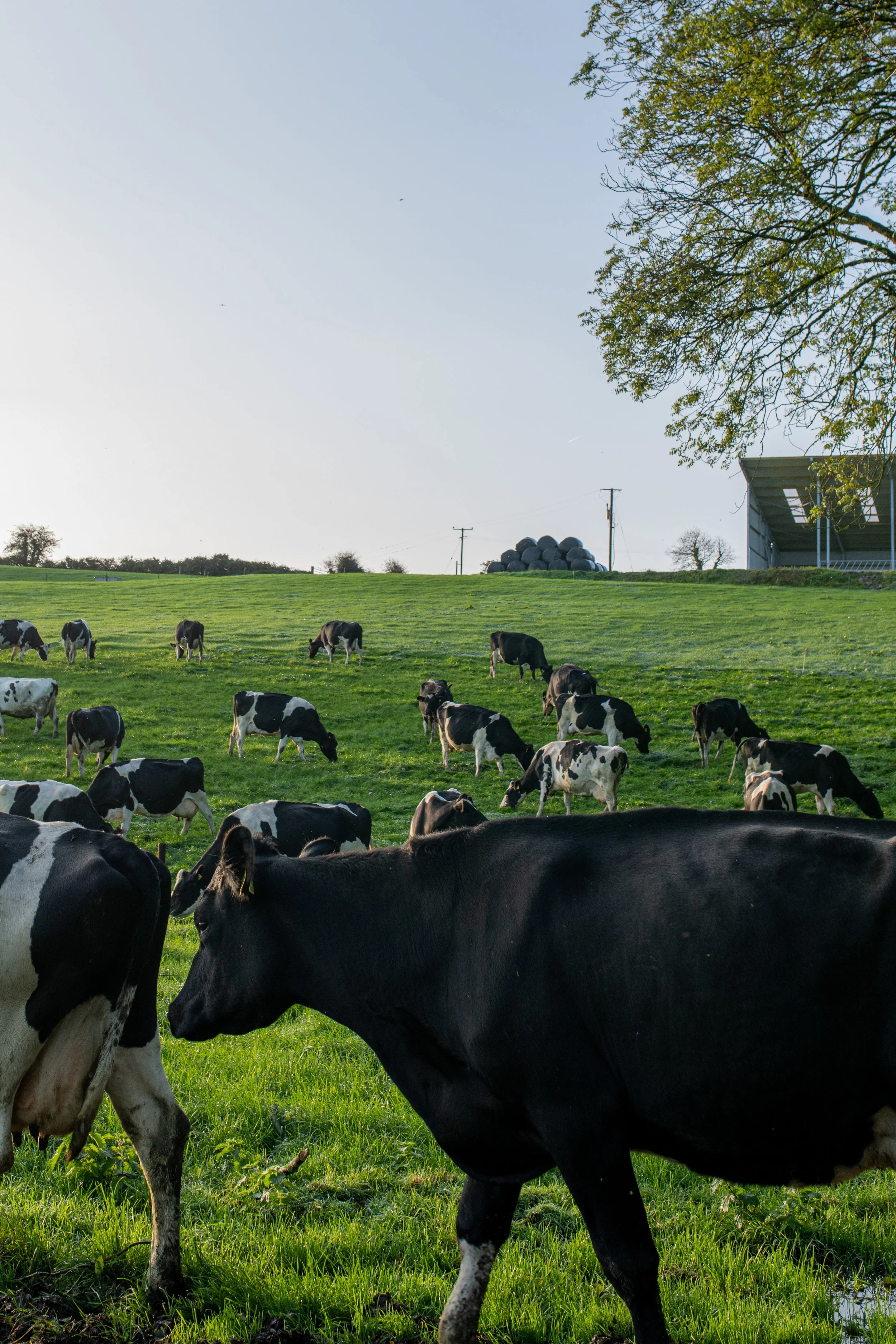 QMA23_Dullea_Co Cork_23.jpg