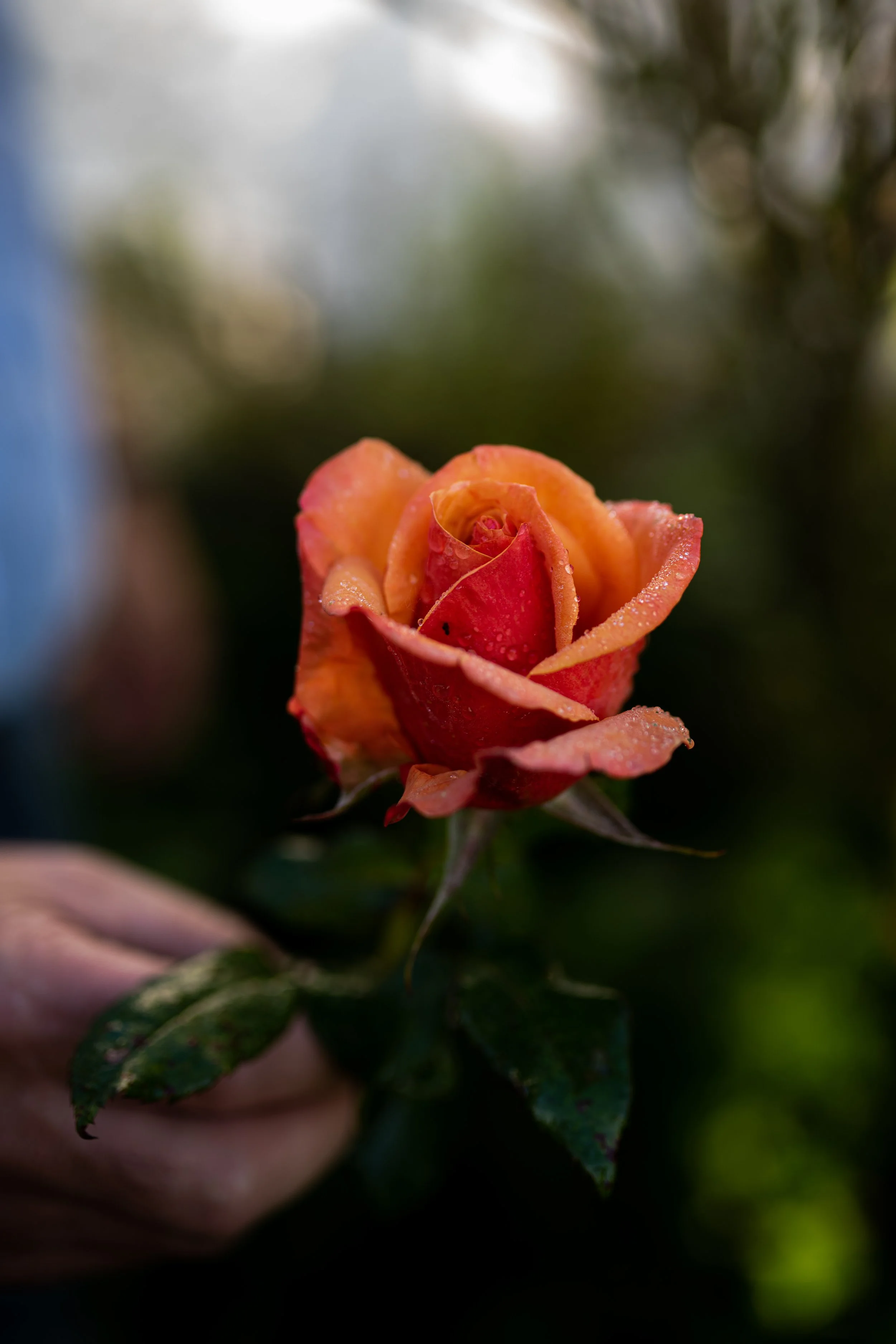 QMA23_Dullea_Co Cork_40.jpg