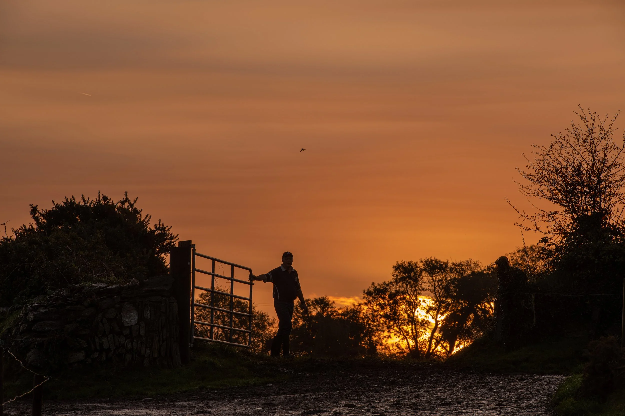 QMA23_Dullea_Co Cork_96.jpg