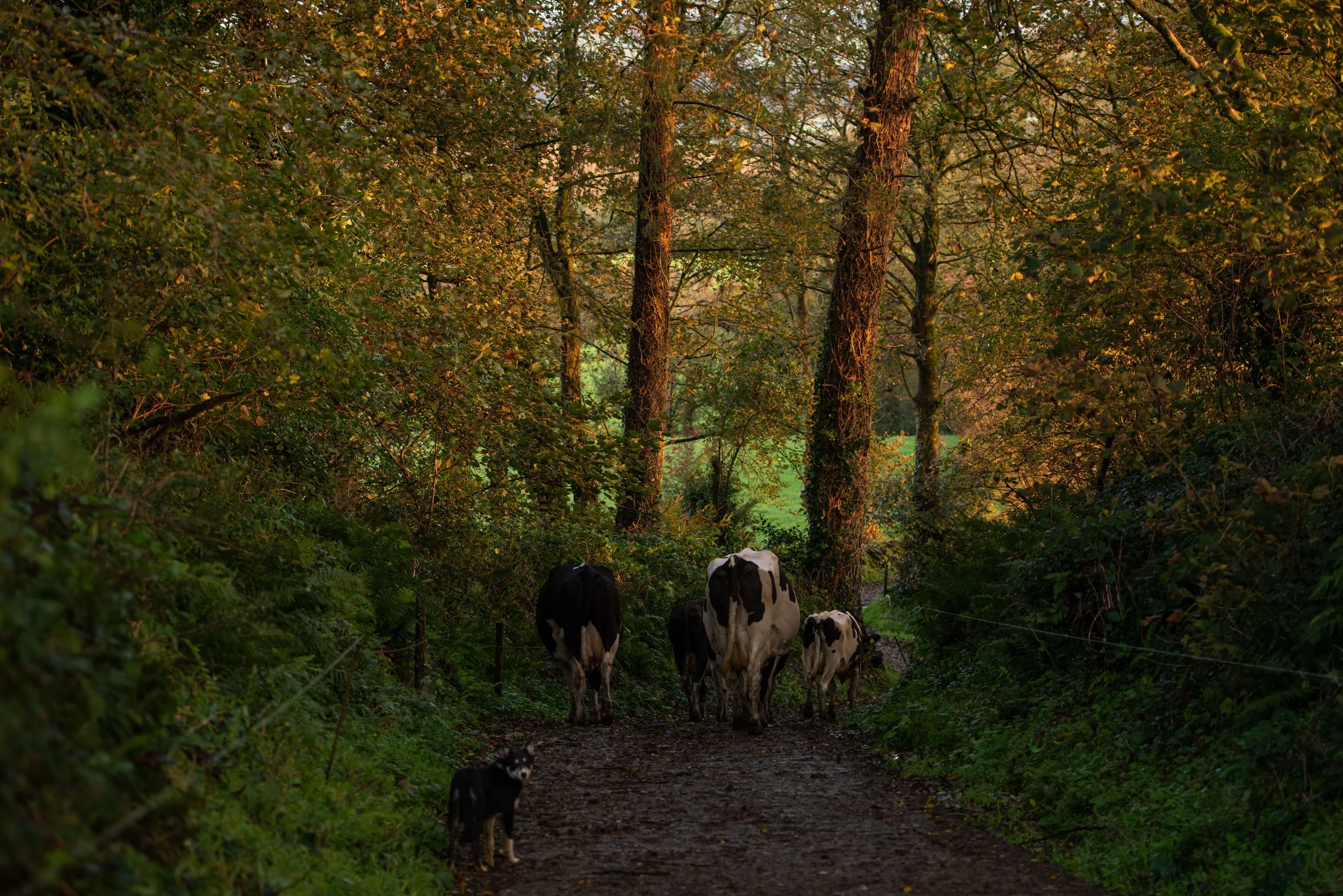 QMA23_Dullea_Co Cork_114.jpg