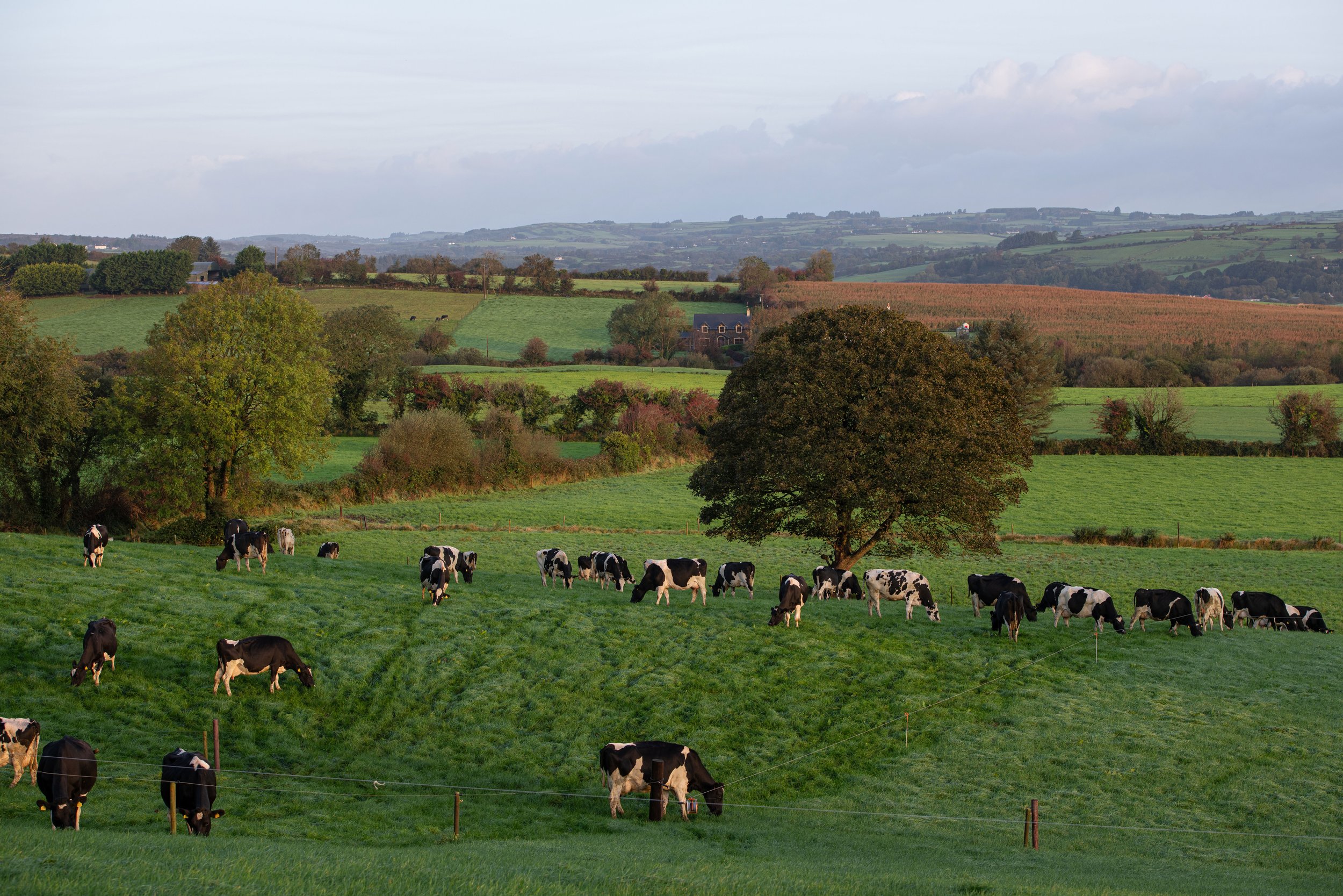 QMA23_Dullea_Co Cork_131.jpg