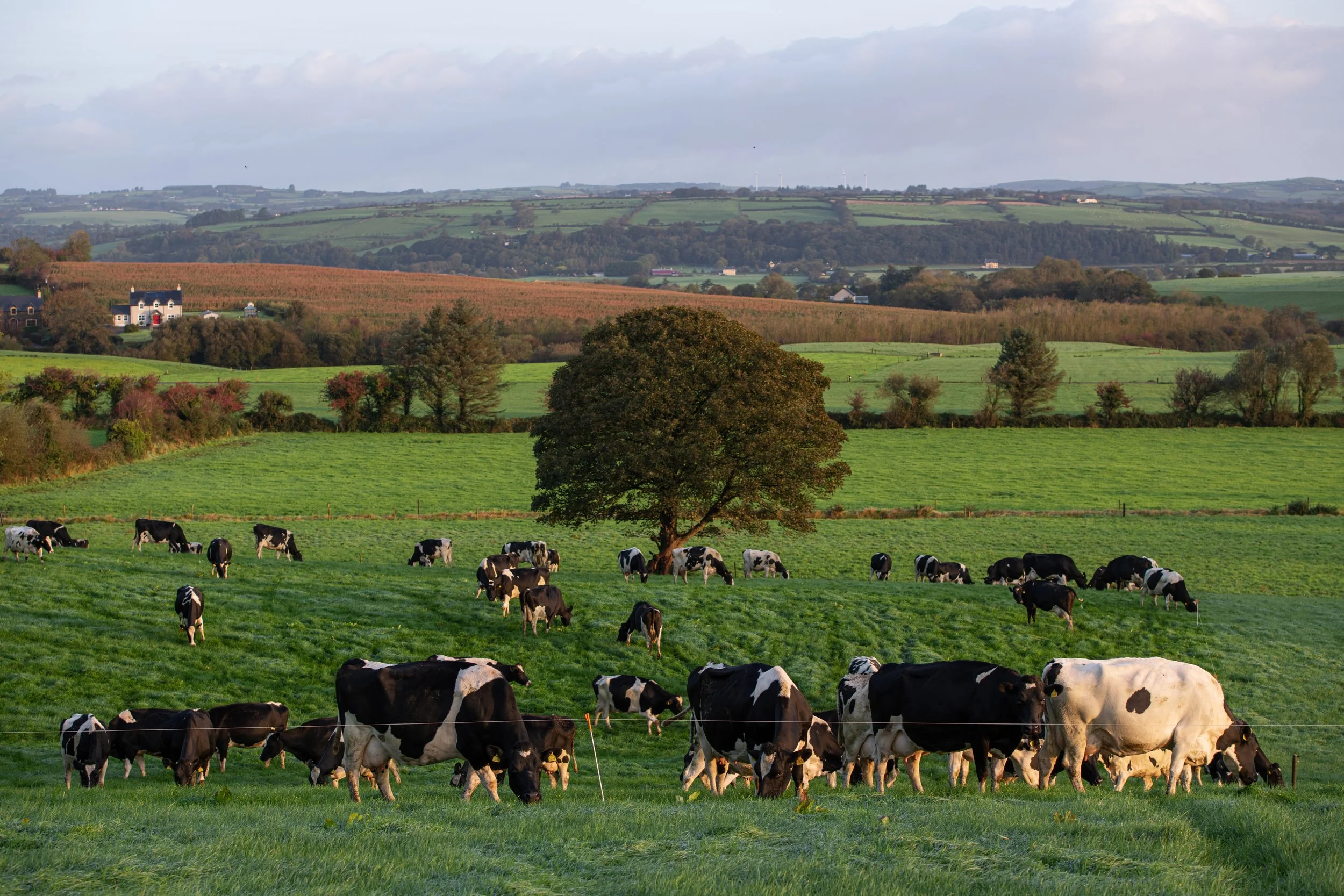 QMA23_Dullea_Co Cork_135.jpg