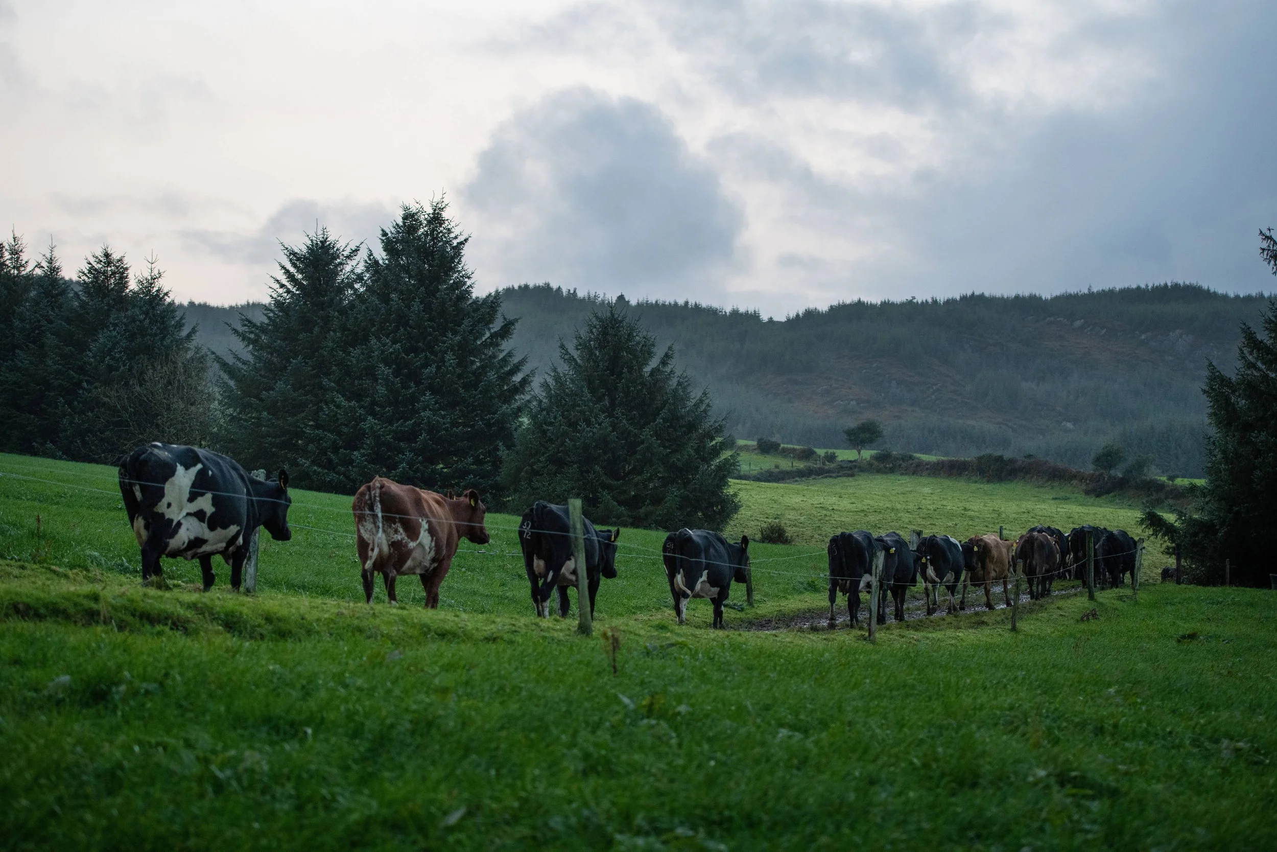 QMA23_Kingston_Co Cork_211.jpg