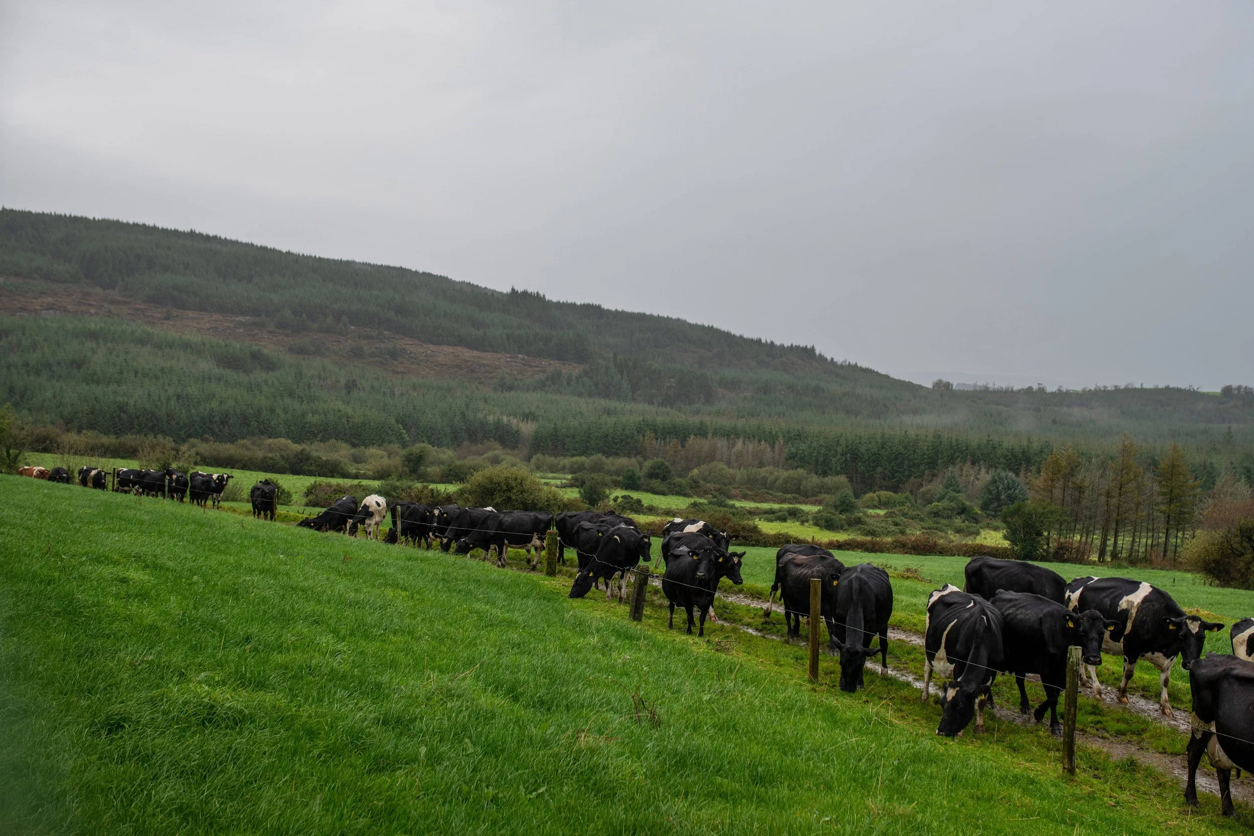 QMA23_Kingston_Co Cork_25.jpg