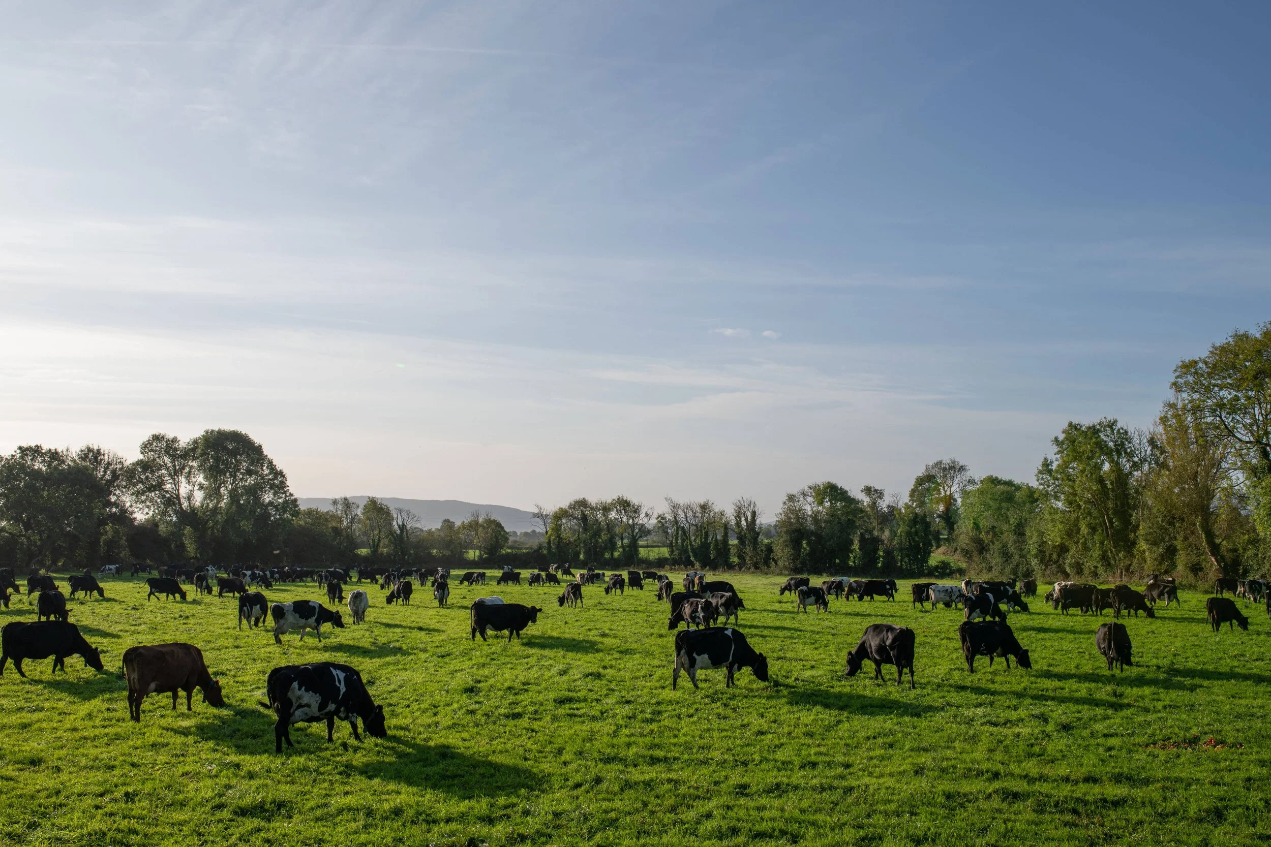 QMA23_MacNamara_Co Limerick_16.jpg