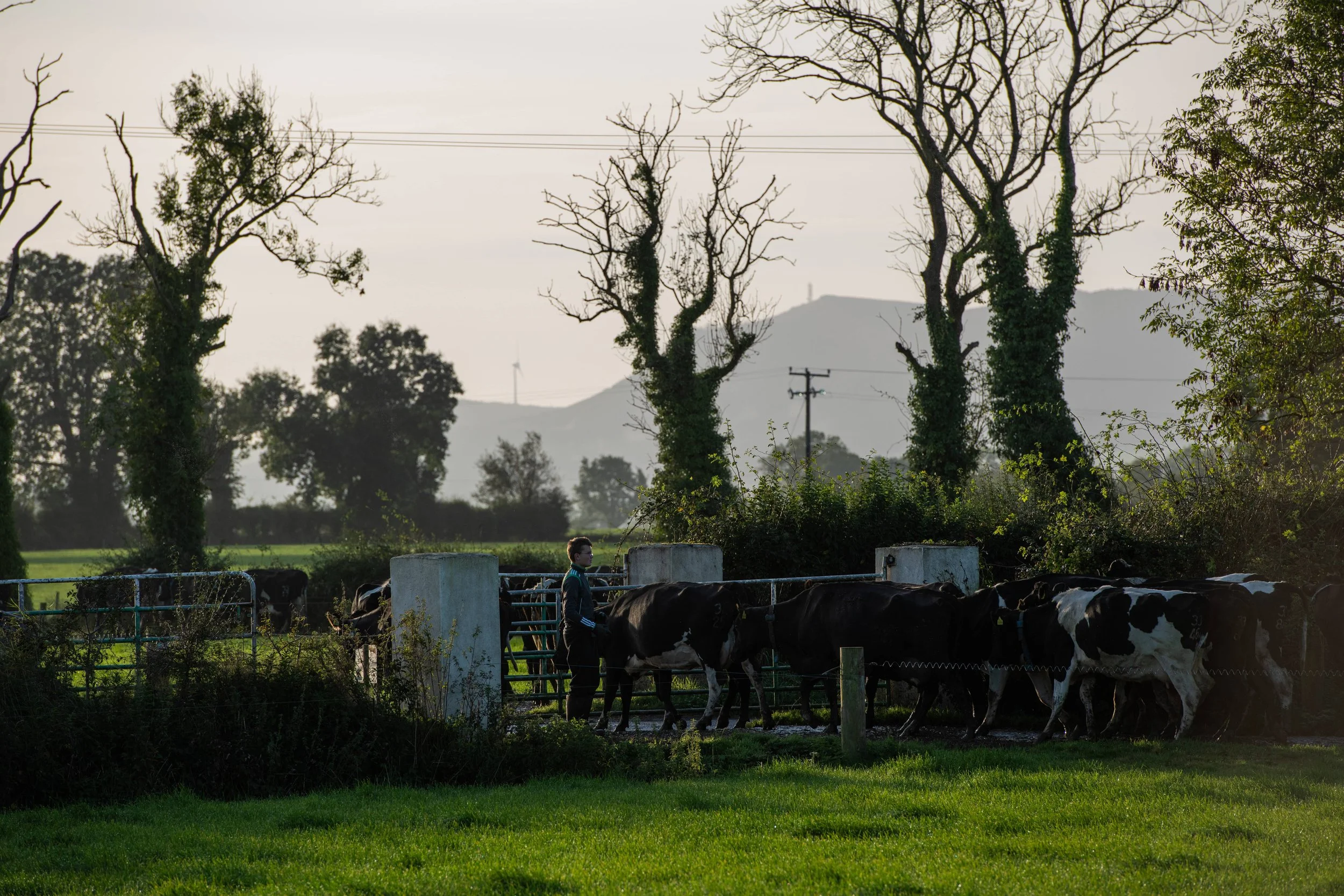 QMA23_MacNamara_Co Limerick_135.jpg