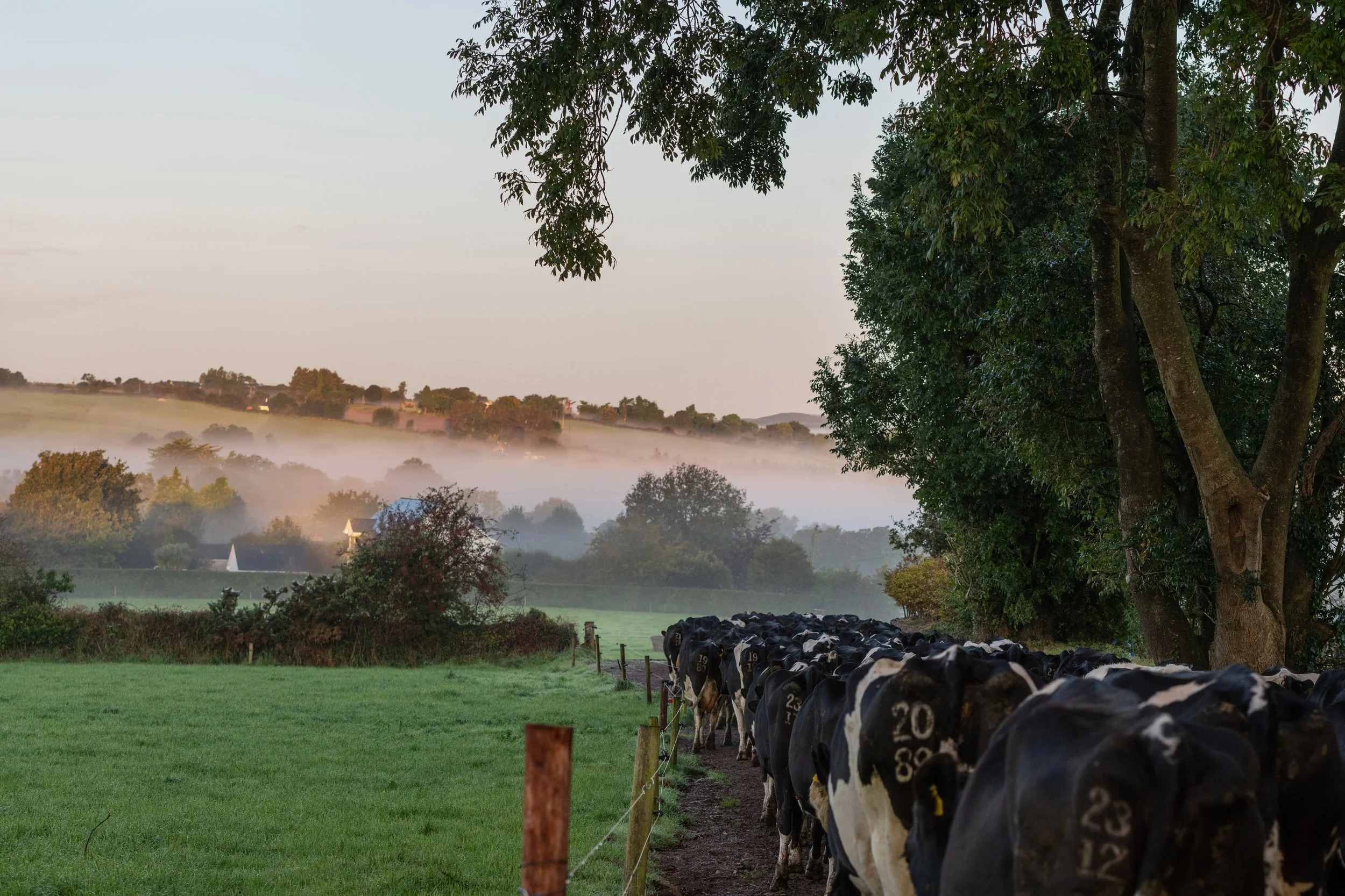 QMA23_OLeary_Co Cork_83.jpg