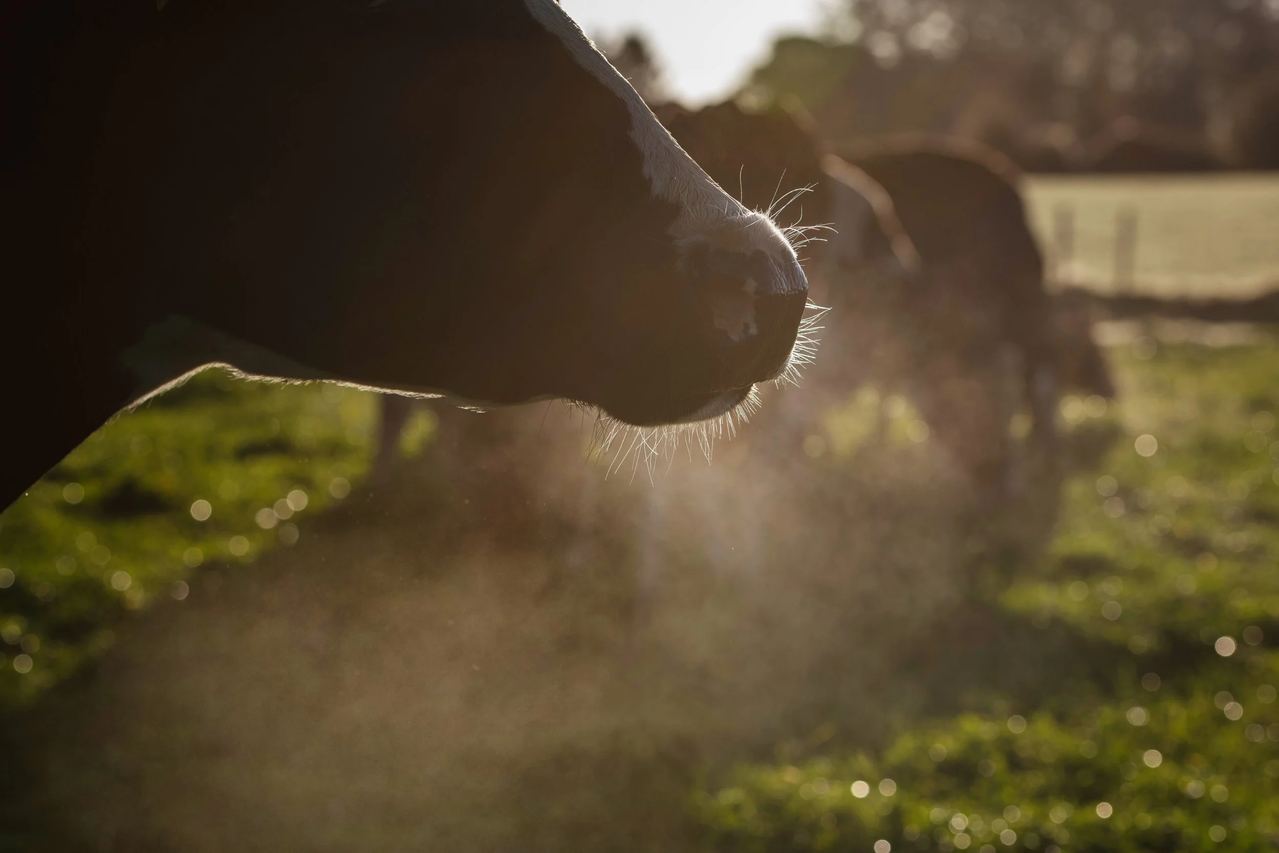 QMA23_OLeary_Co Cork_144.jpg