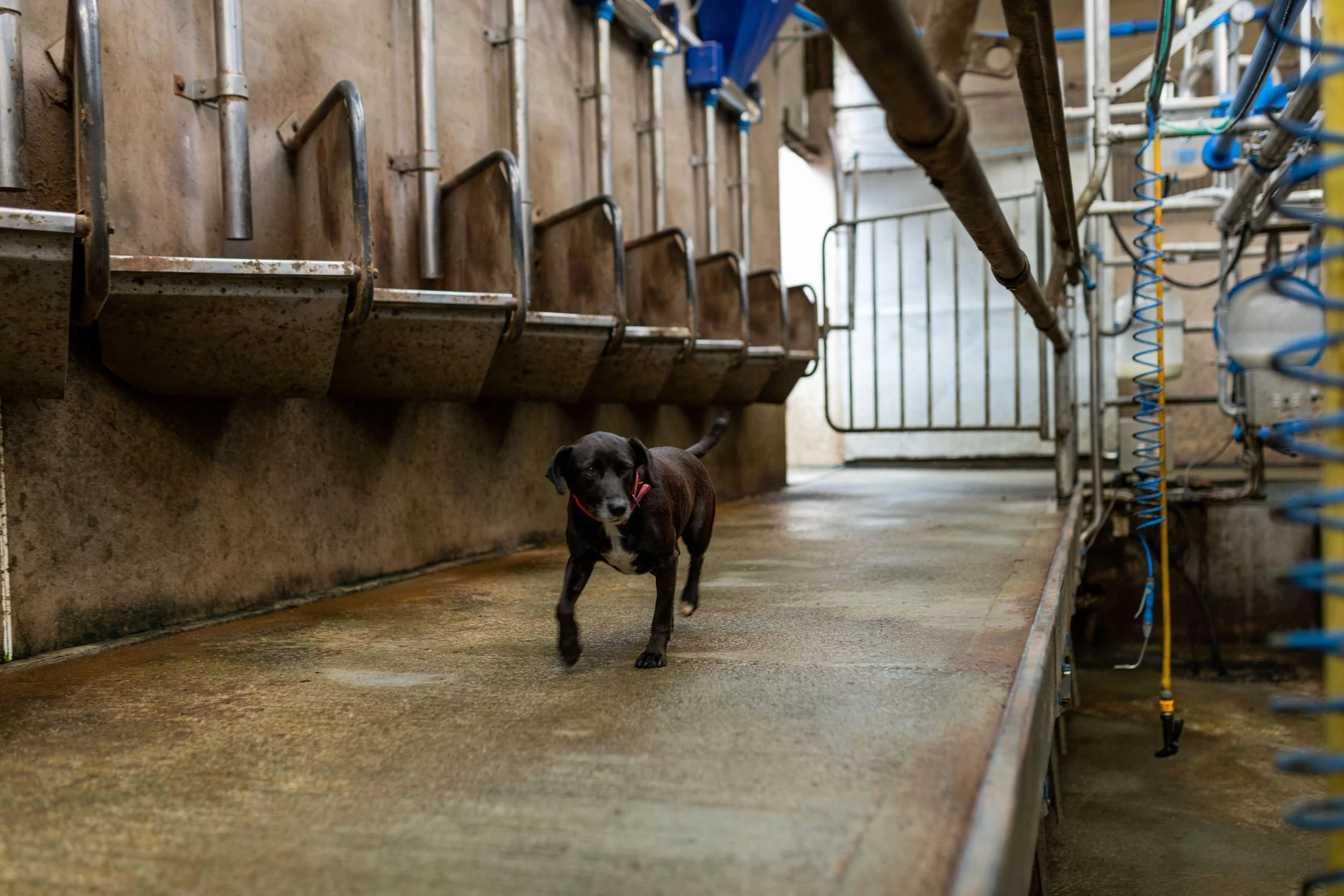 QMA23_Coleman_Co Cork_77.jpg