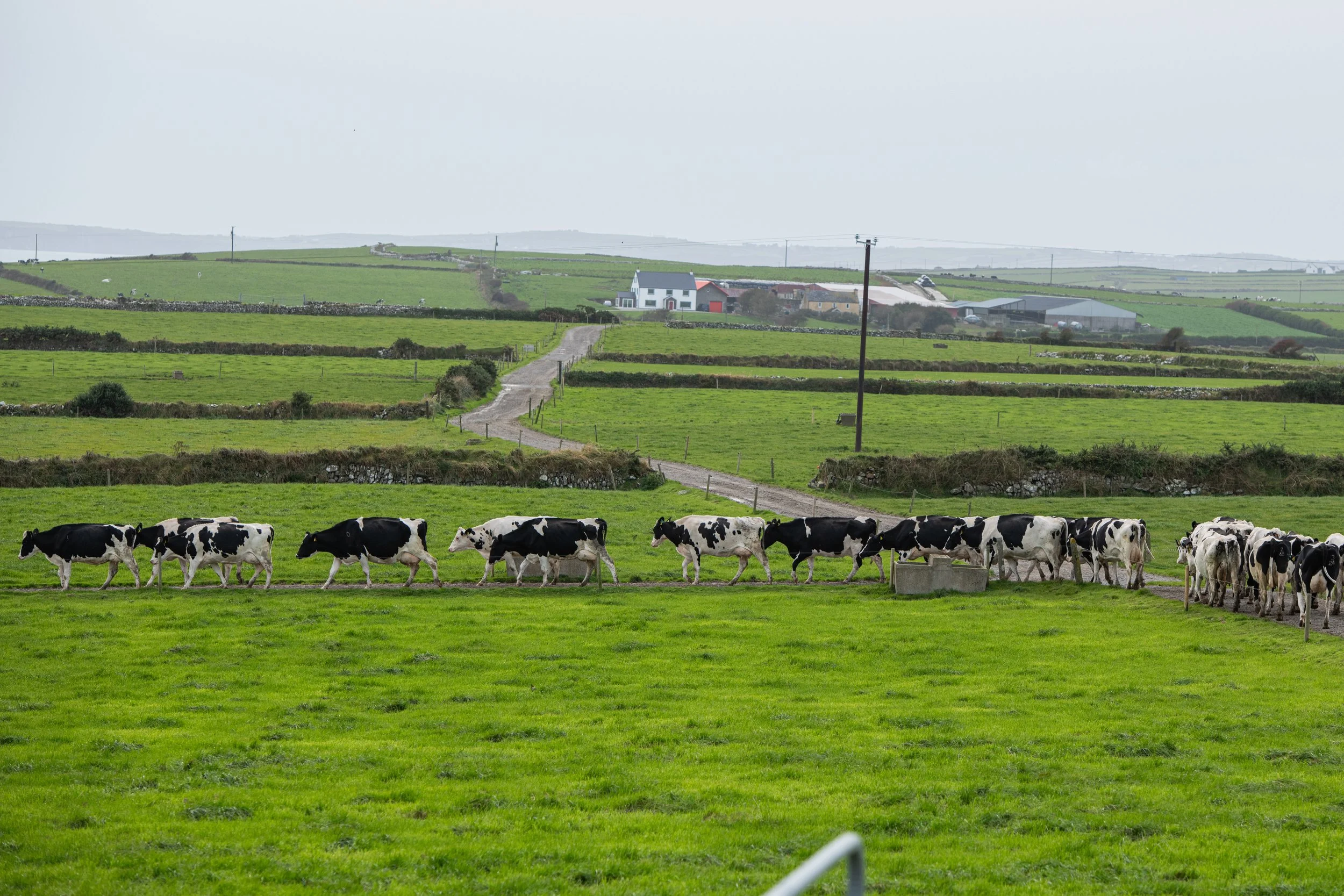QMA23_Coleman_Co Cork_118.jpg