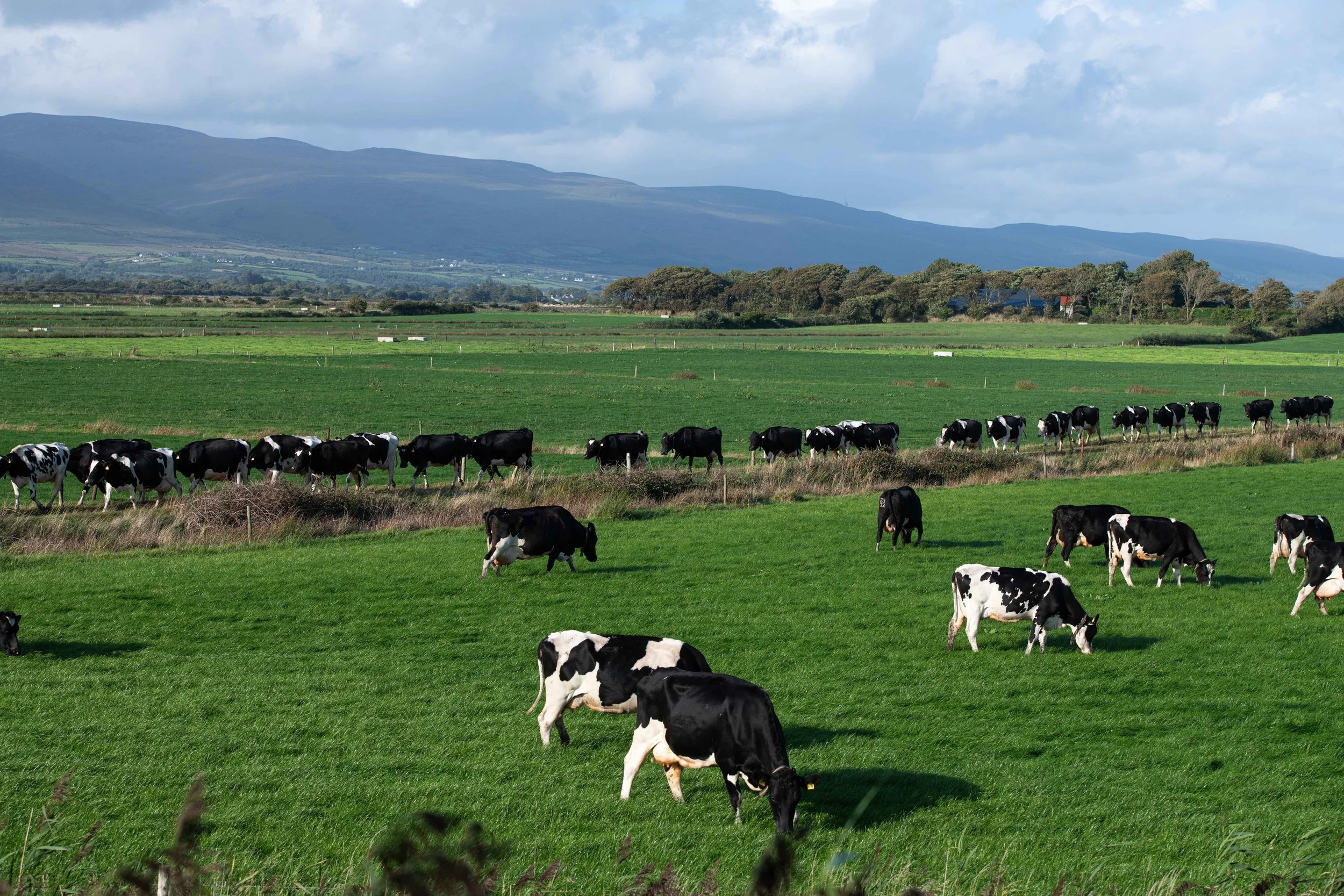 04 McCarthy_Co Kerry_26.jpg