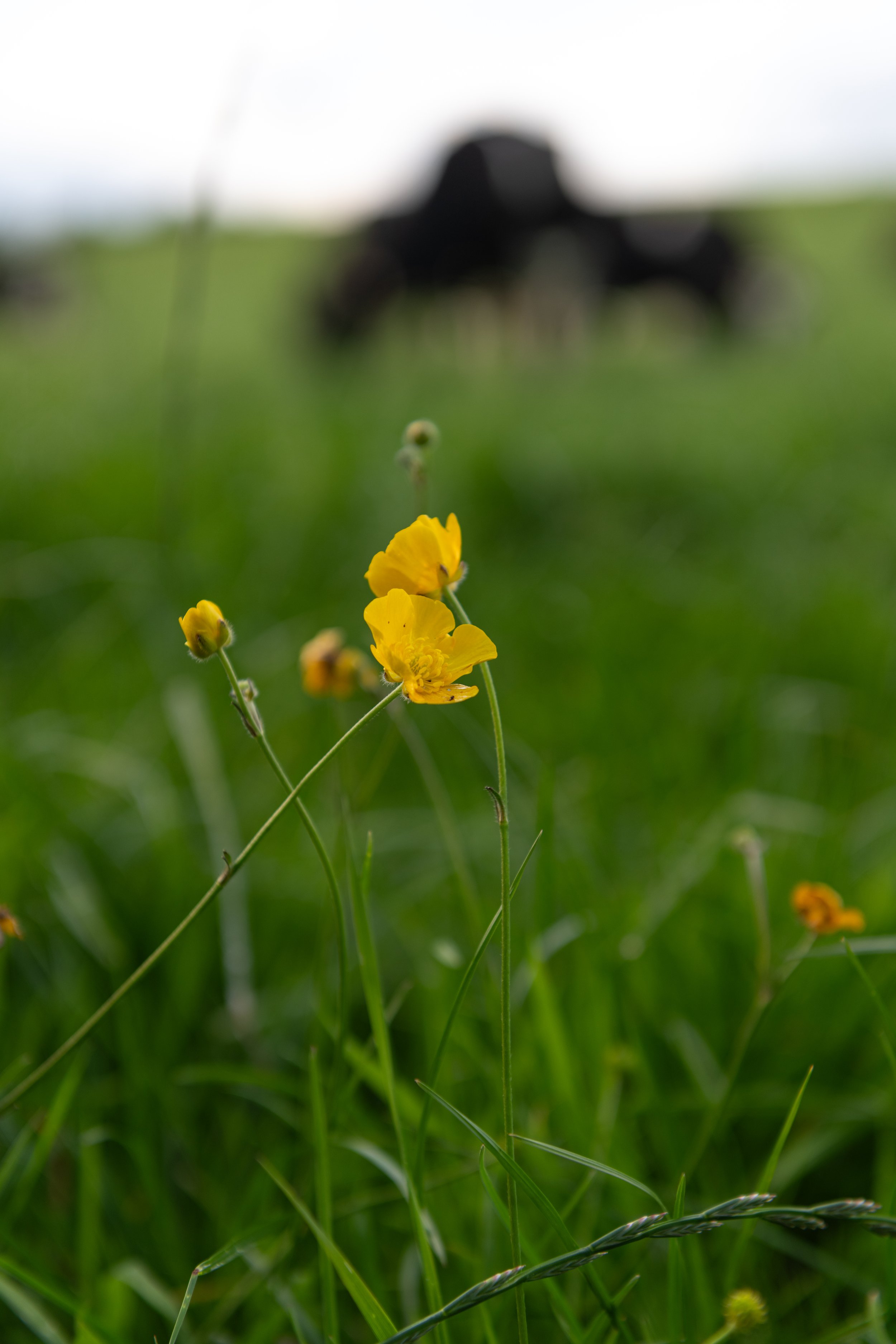 Celebrating Excellence in Irish Dairy Farming | NDC &amp; Kerrygold Quality Milk Awards 2026 Opens for Entries