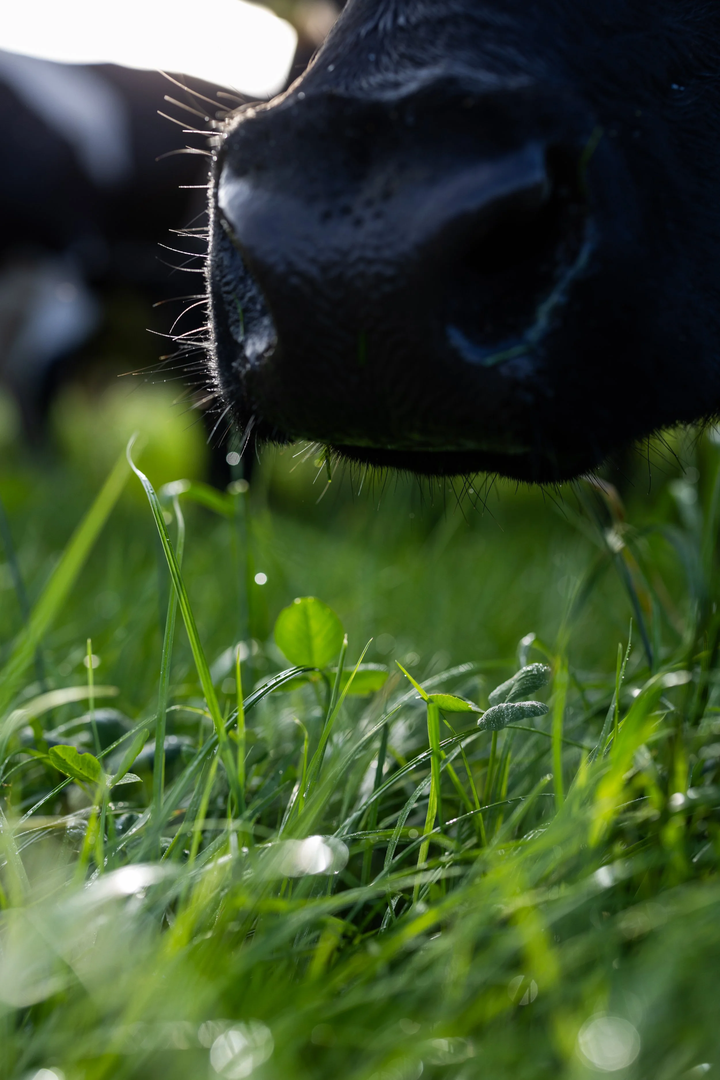 12 finalists announced for the 2026 NDC &amp; Kerrygold Quality Milk Awards 