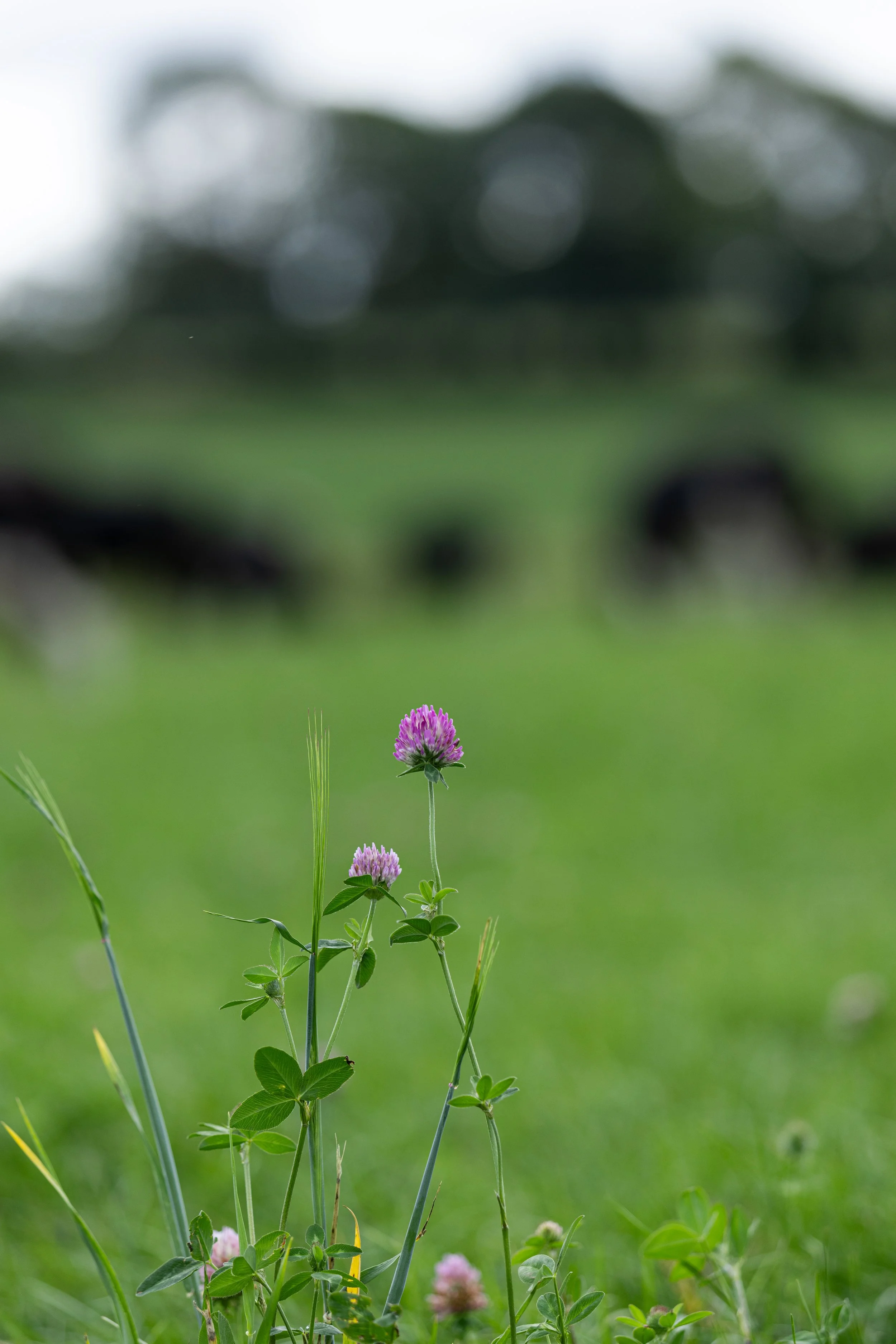 Troy Farm from Co. Cork Awarded Top Prize at the 2026 NDC &amp; Kerrygold Quality Milk Awards