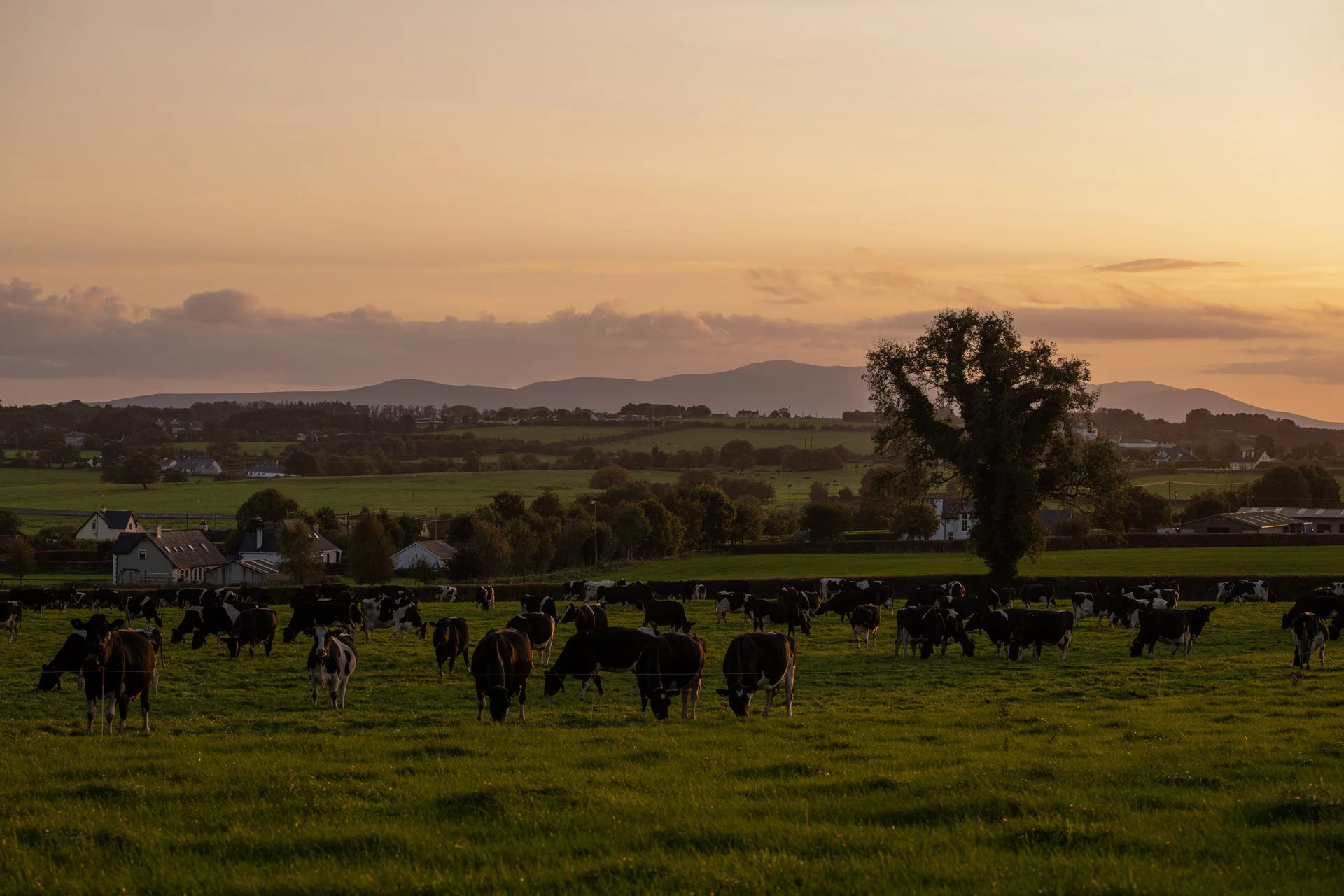 QMA23_Bergin_Co Tipperary_222.jpg