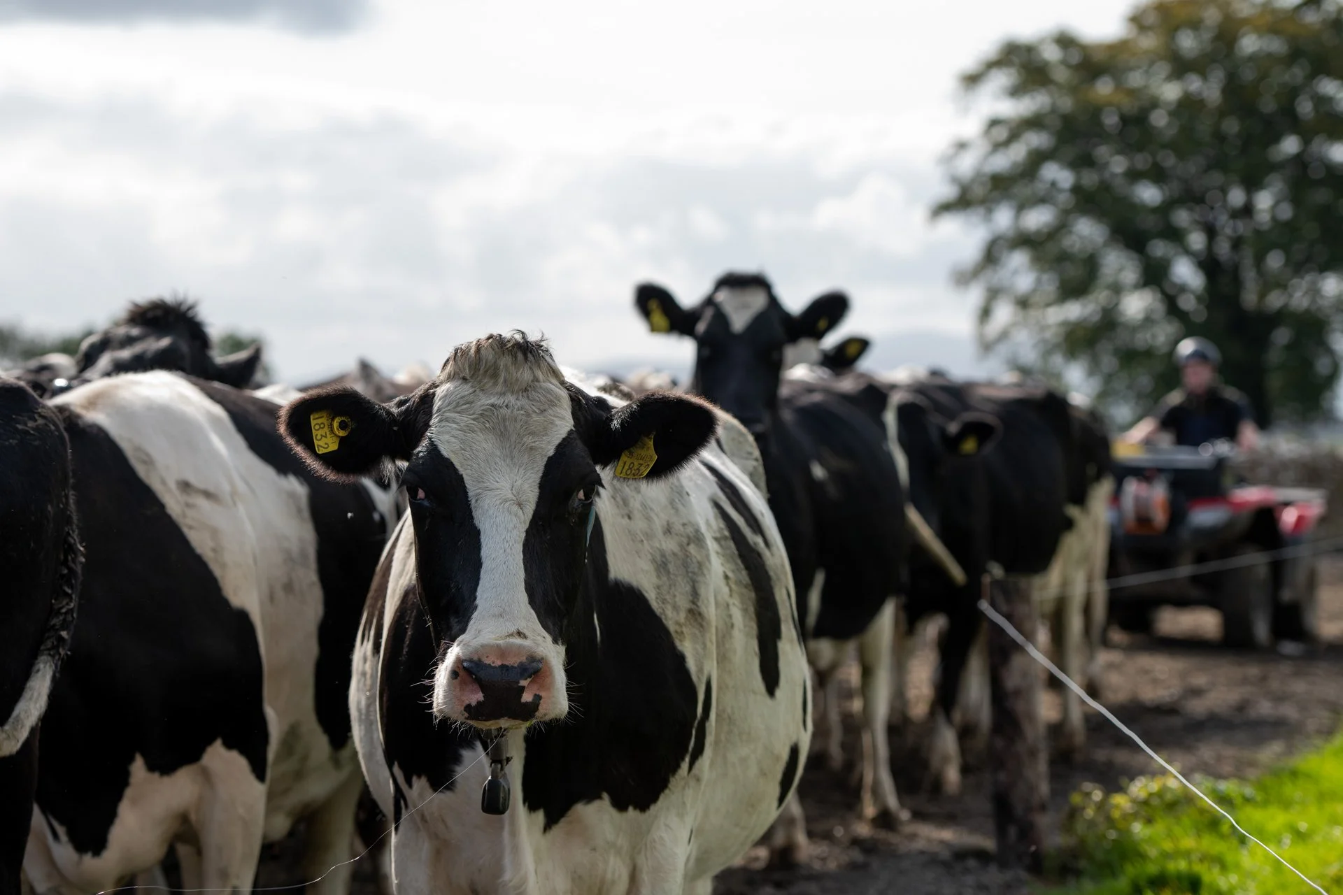 QMA23_Bergin_Co Tipperary_93.jpg