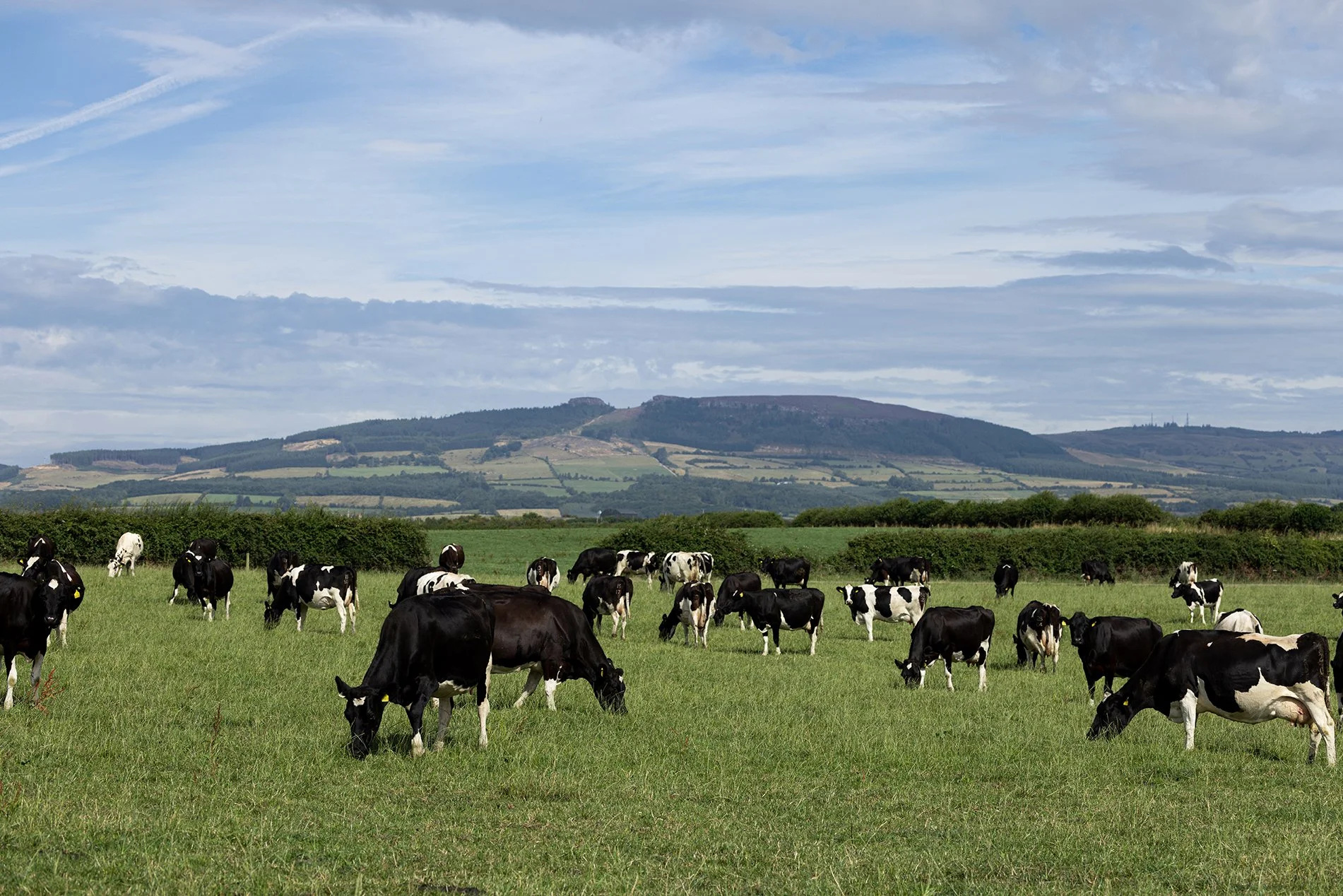 2_Campion Farm_48.jpg