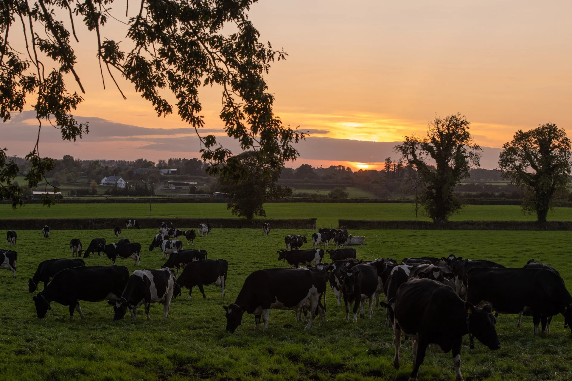QMA23_Bergin_Co Tipperary_248.jpg