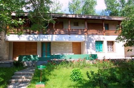 Pinul1.jpg