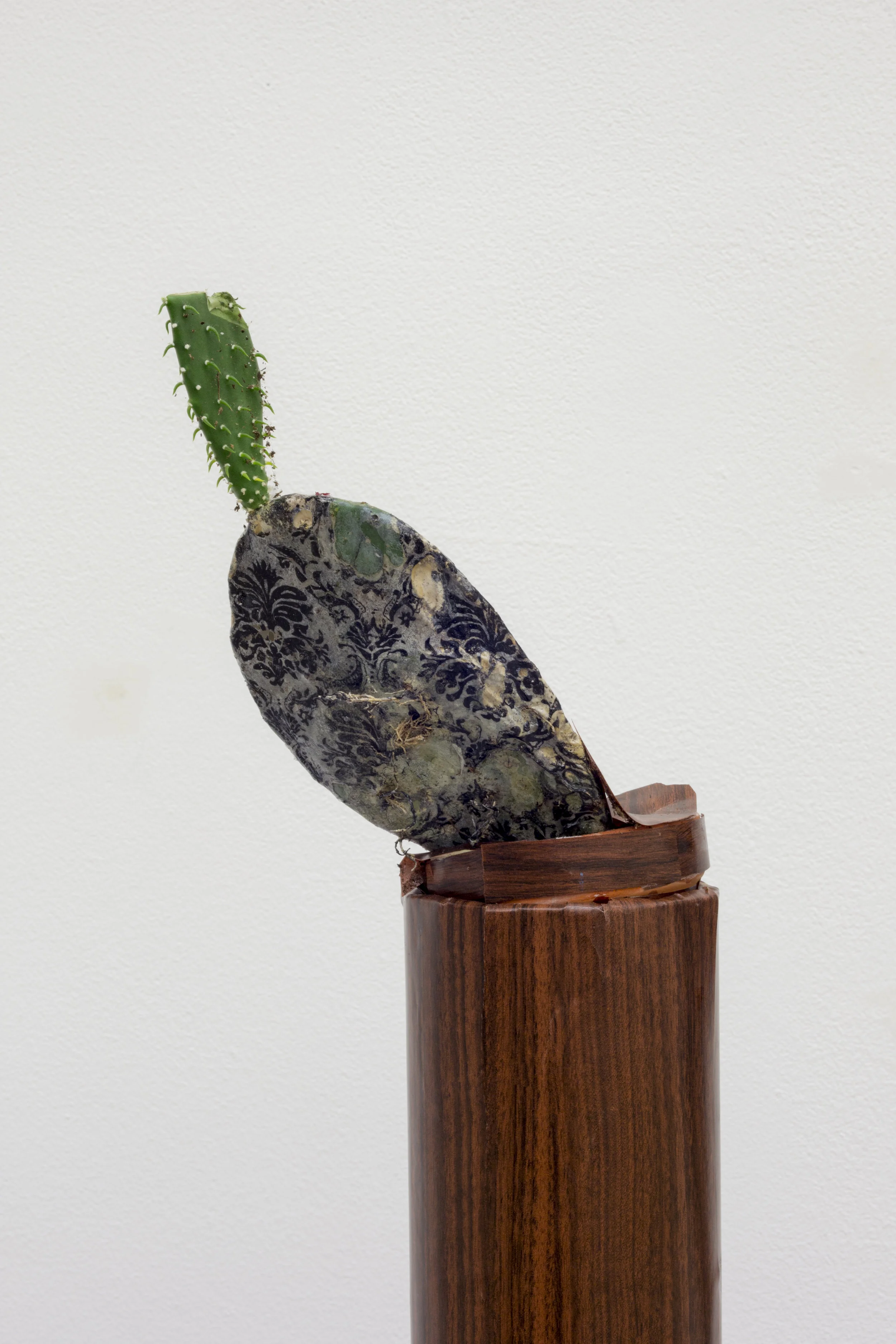 cactus decomp.jpg