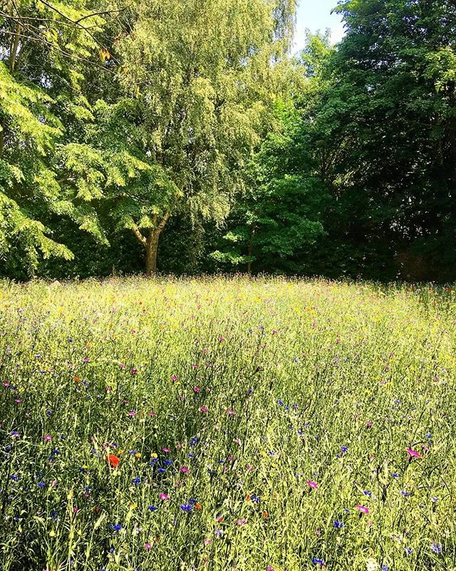 Ready for the summer! #wildebloemen #cruydthoeck #denisdujardin #garden #wondelgem #9032 #villagroothuis