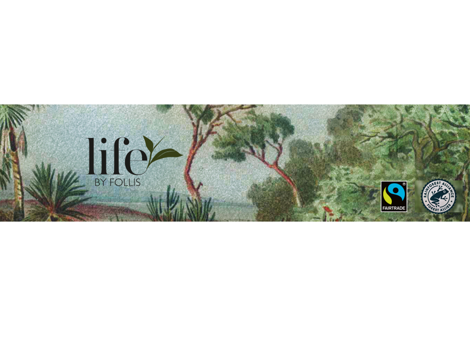 LbF Rainforest toppbilde.png