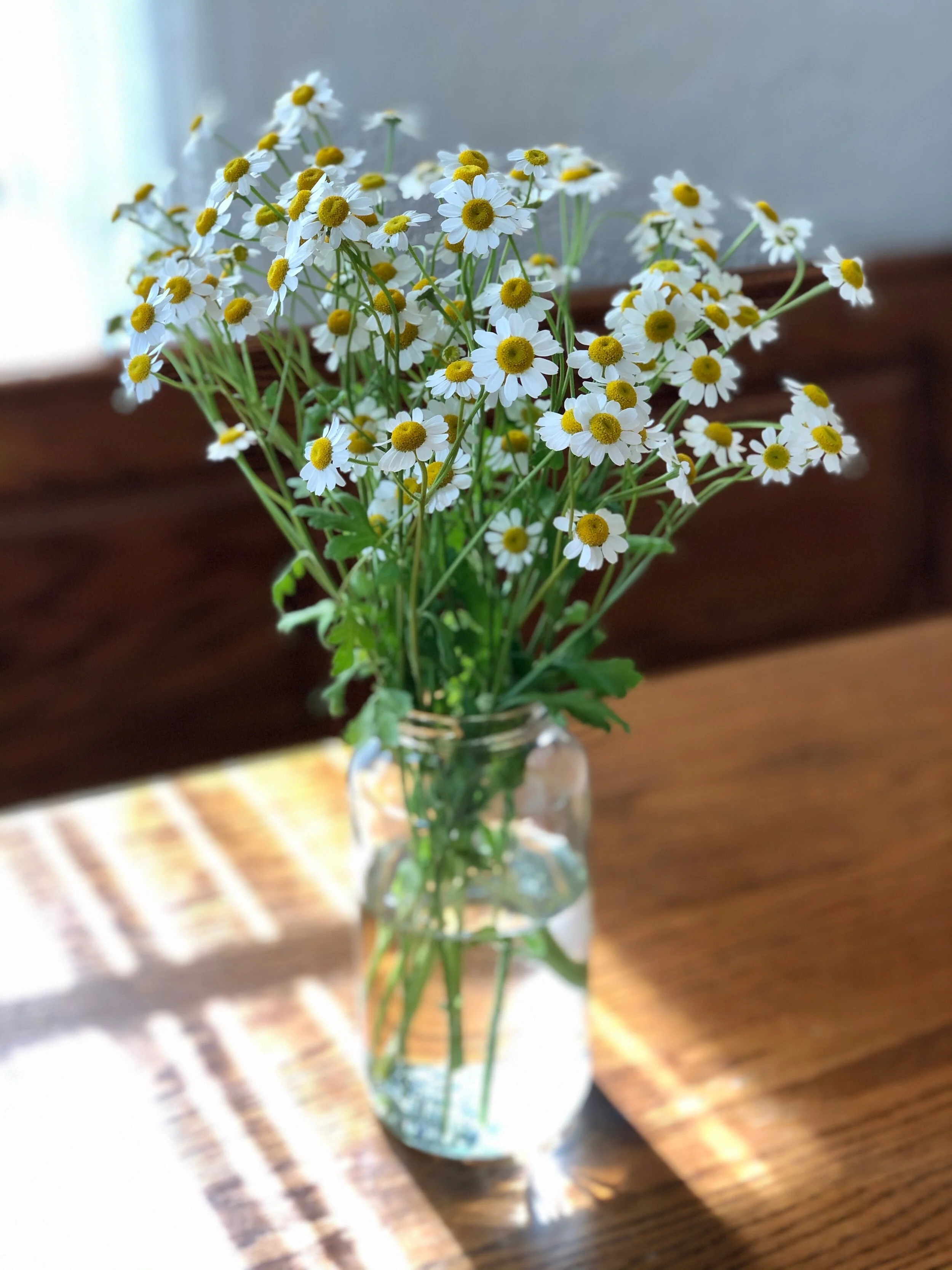 I Am Flower Quickly Fading Chords Best Flower Site