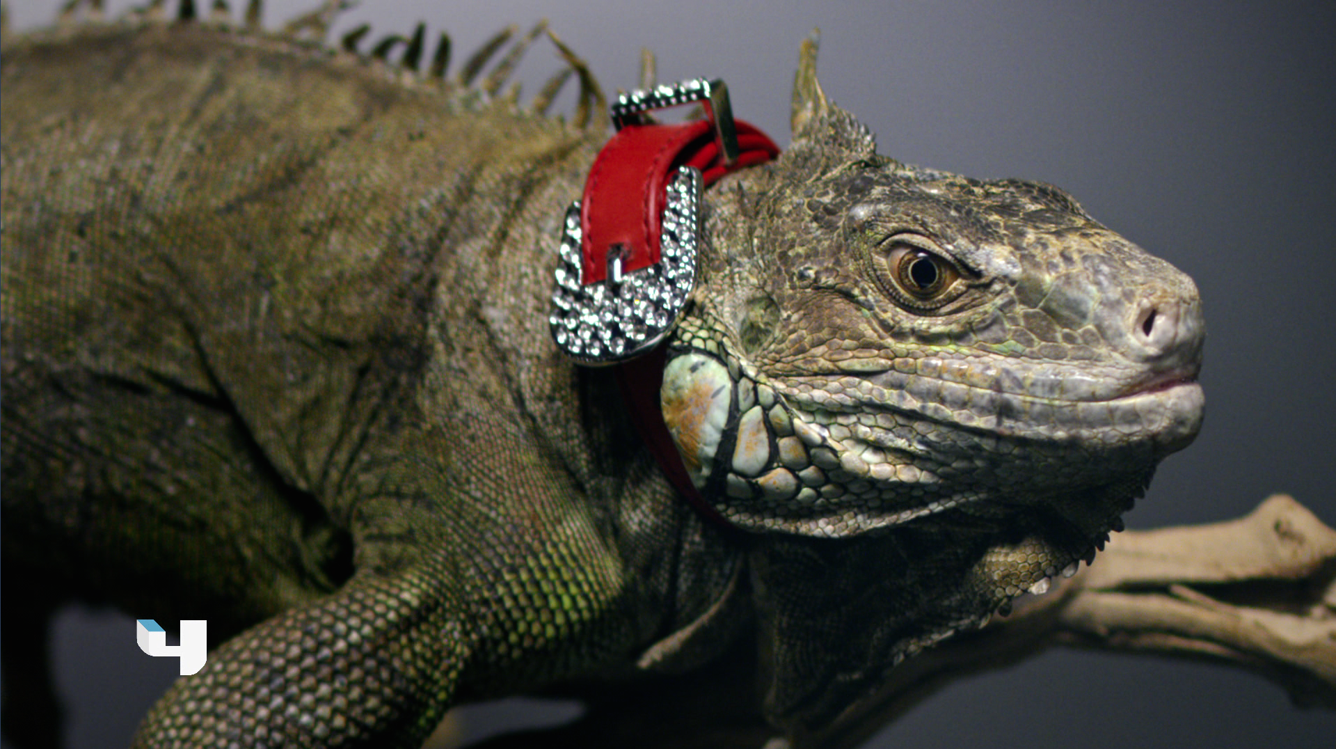 Screen Shot 2017-01-12 at 6.04.29 PM.png