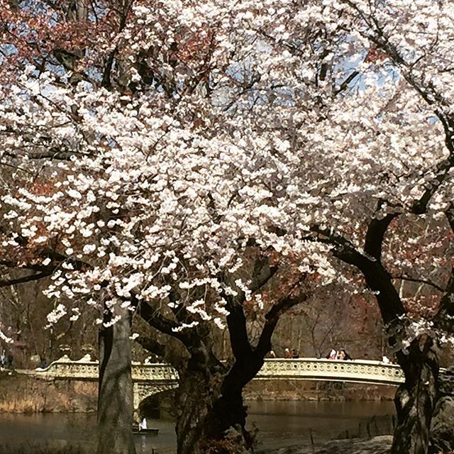 Nothing better than escaping to #nature in #NYC. #lifetogether #friends #spring #renewal