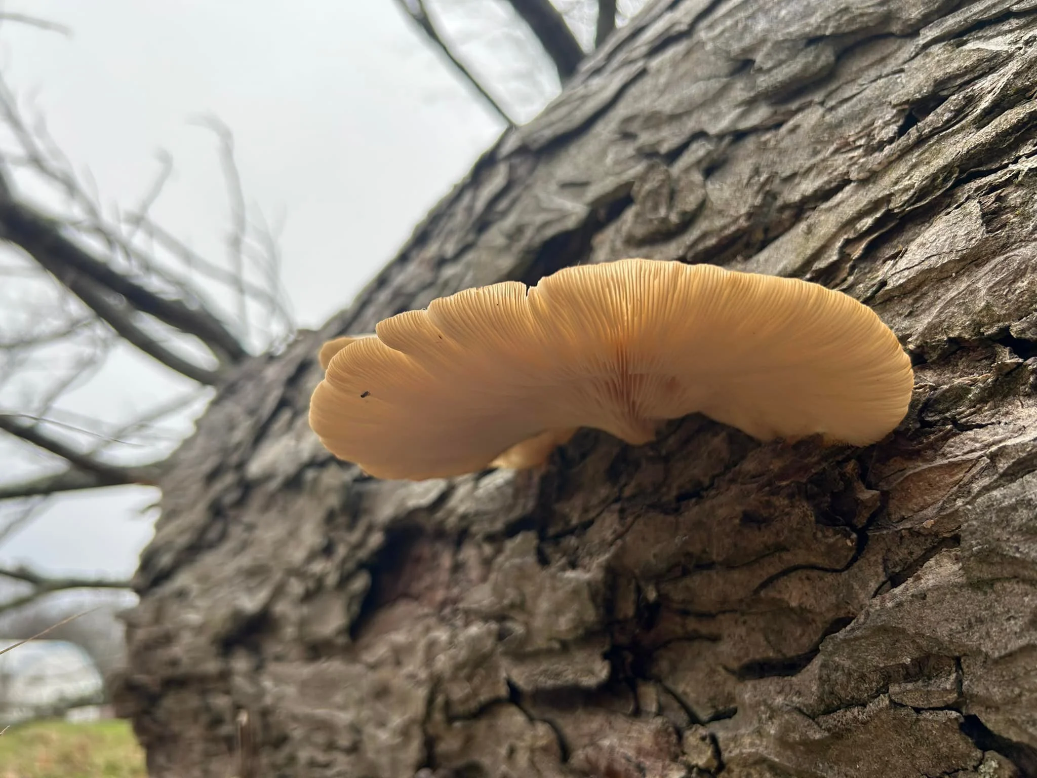 Oyster Mushroom realness.