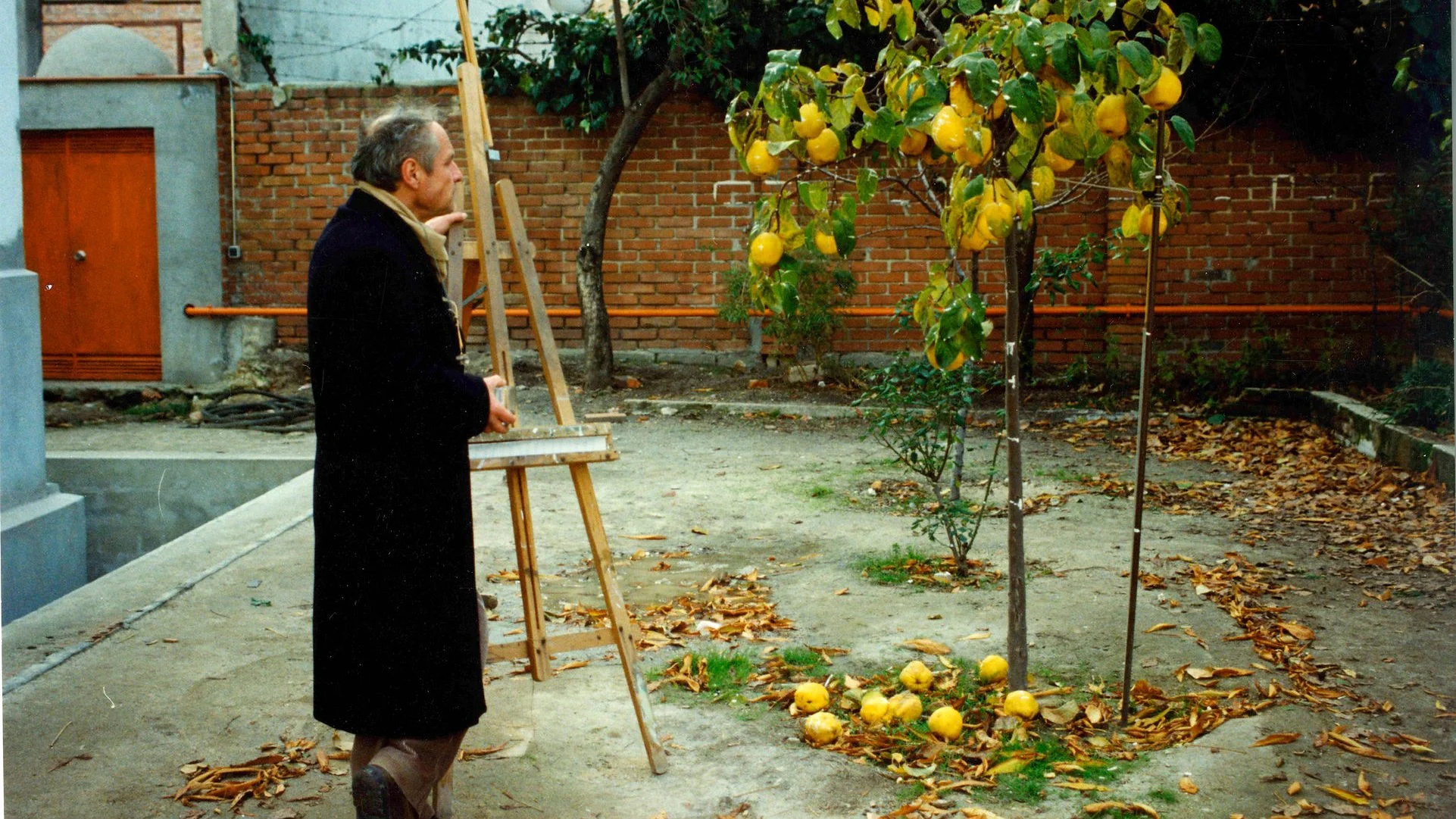 Quince-Tree-Sun-01.jpeg