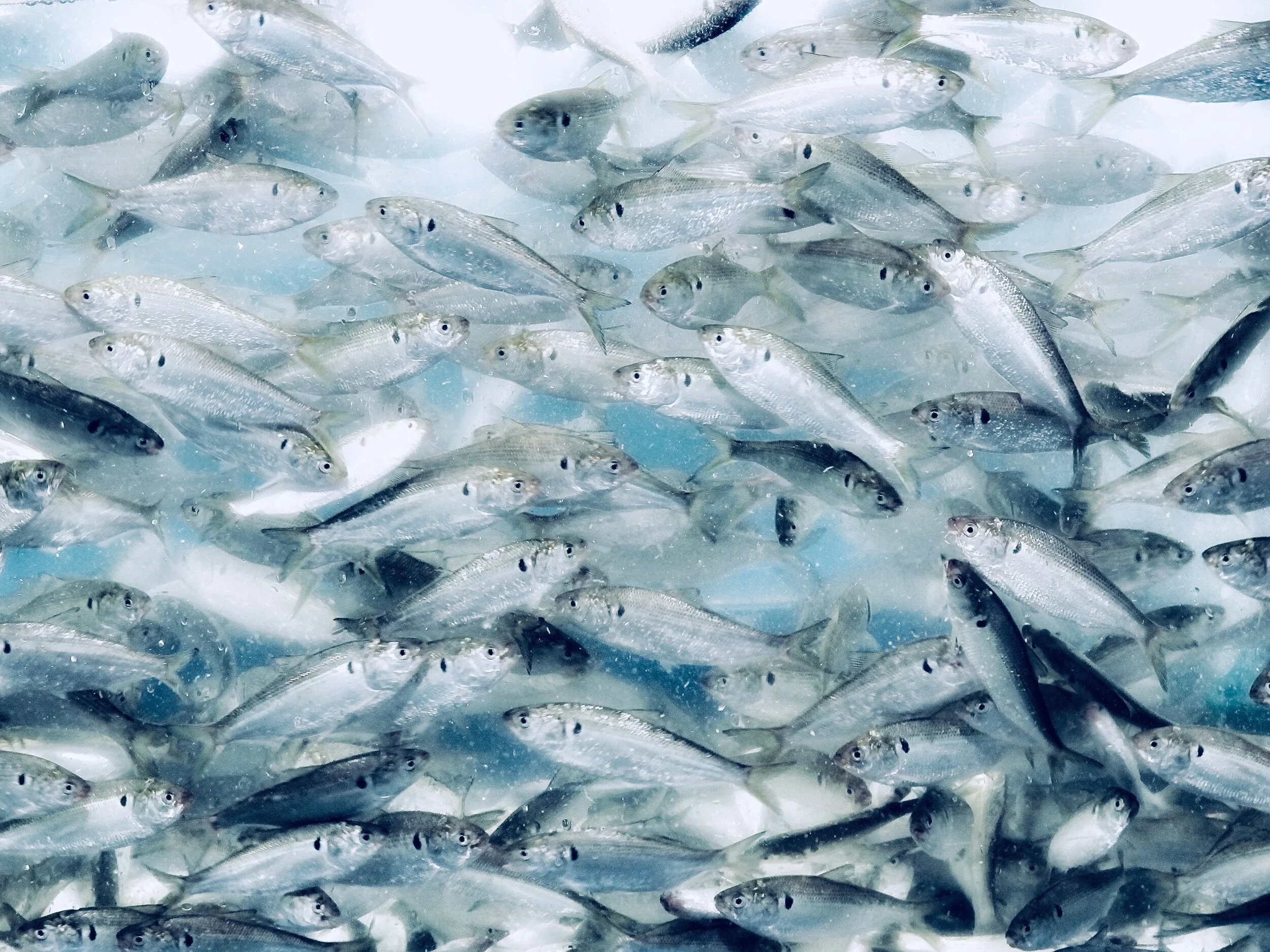 All the Fish in the Sea