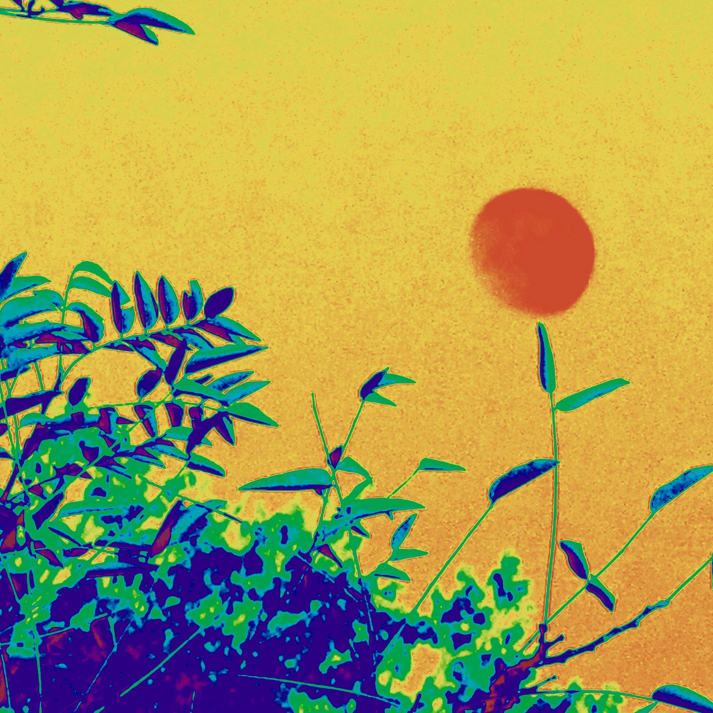 Moon Yellow
