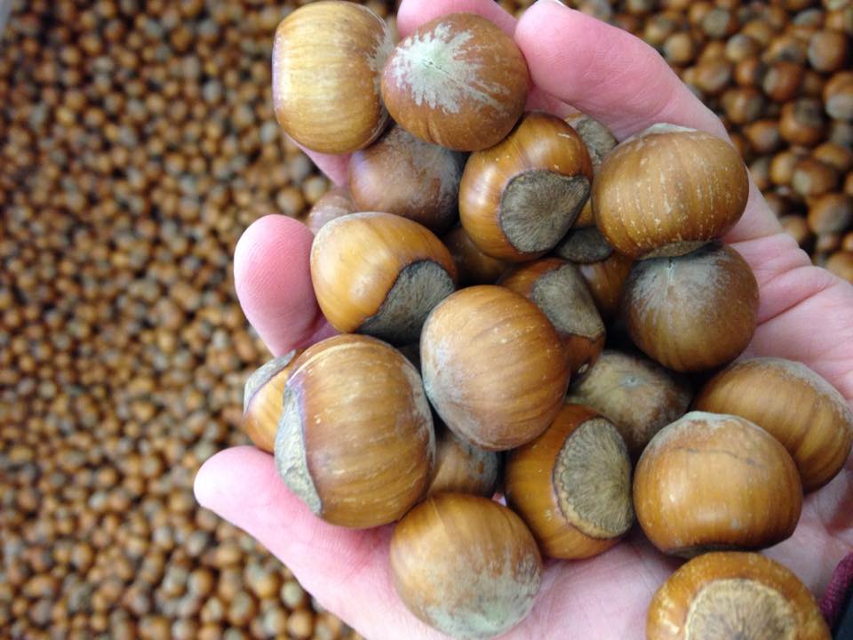handful of nuts.jpg