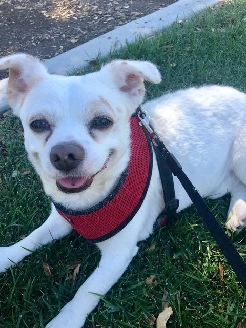 🐾 Cheeky Thoughts: A Night for Patches