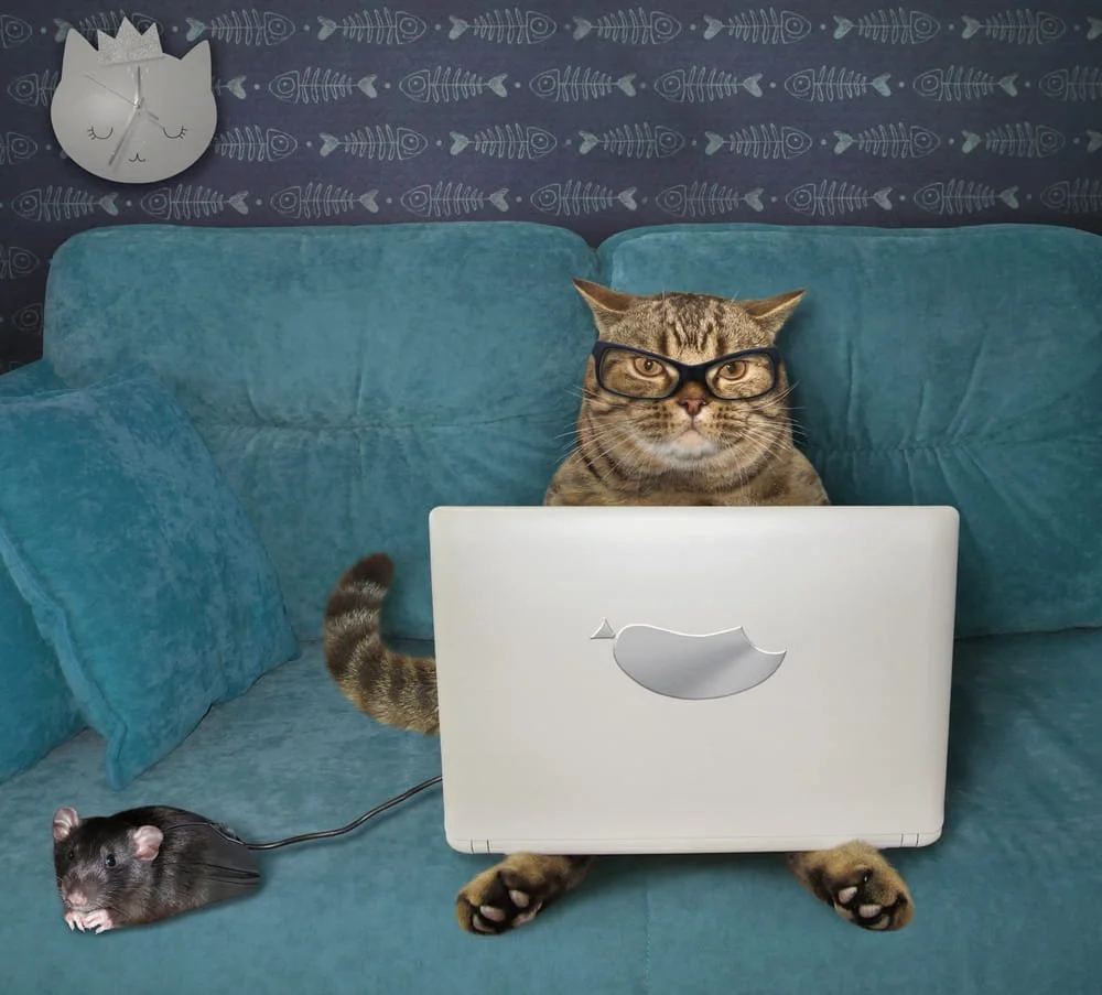 The Paw Print Dealbreaker: An LA Guide to Dating, Animals &amp; the People Who Let Their Cat Decide